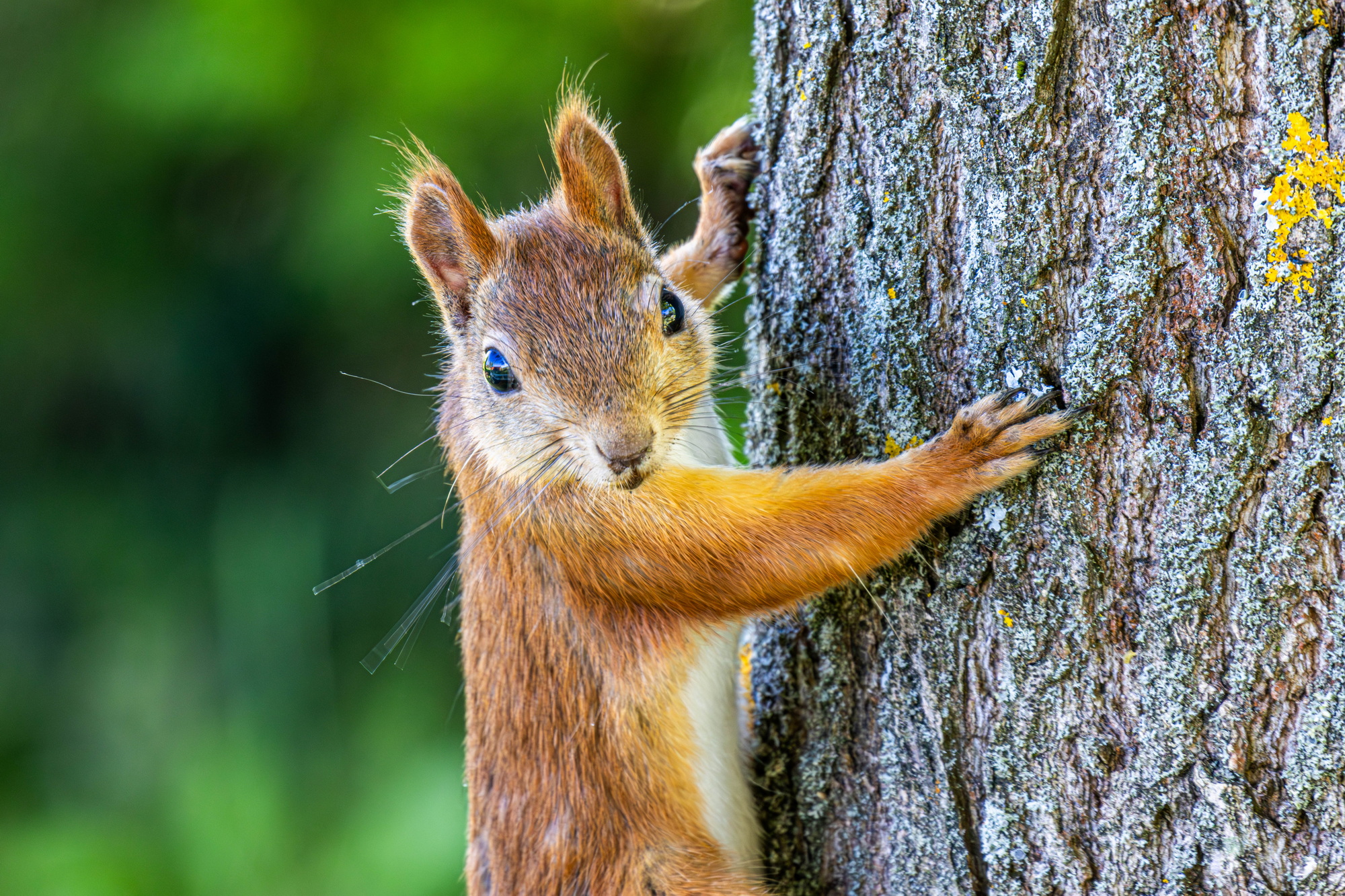 , Волынский Виктор