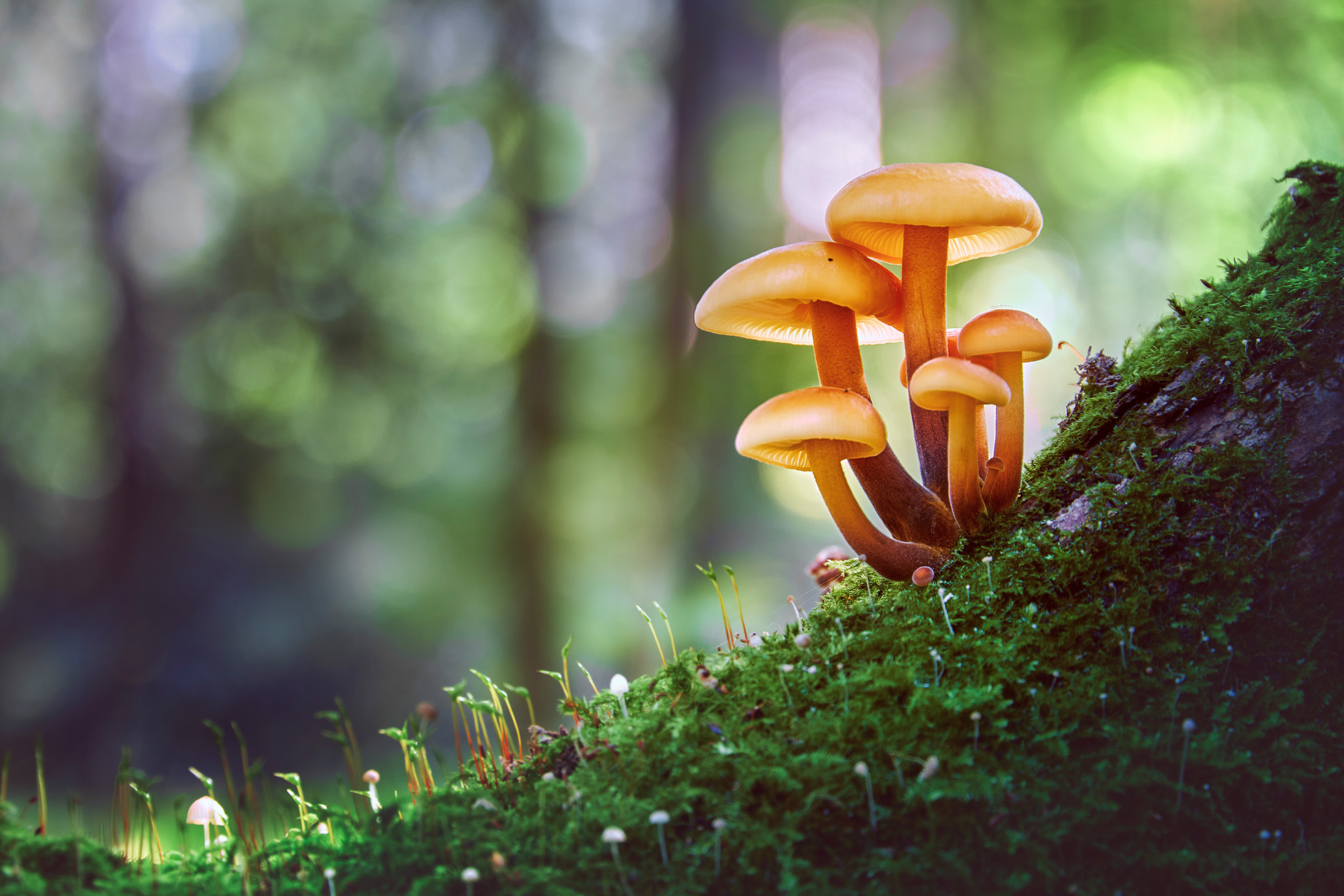 грибы, лес, Валерий Вождаев