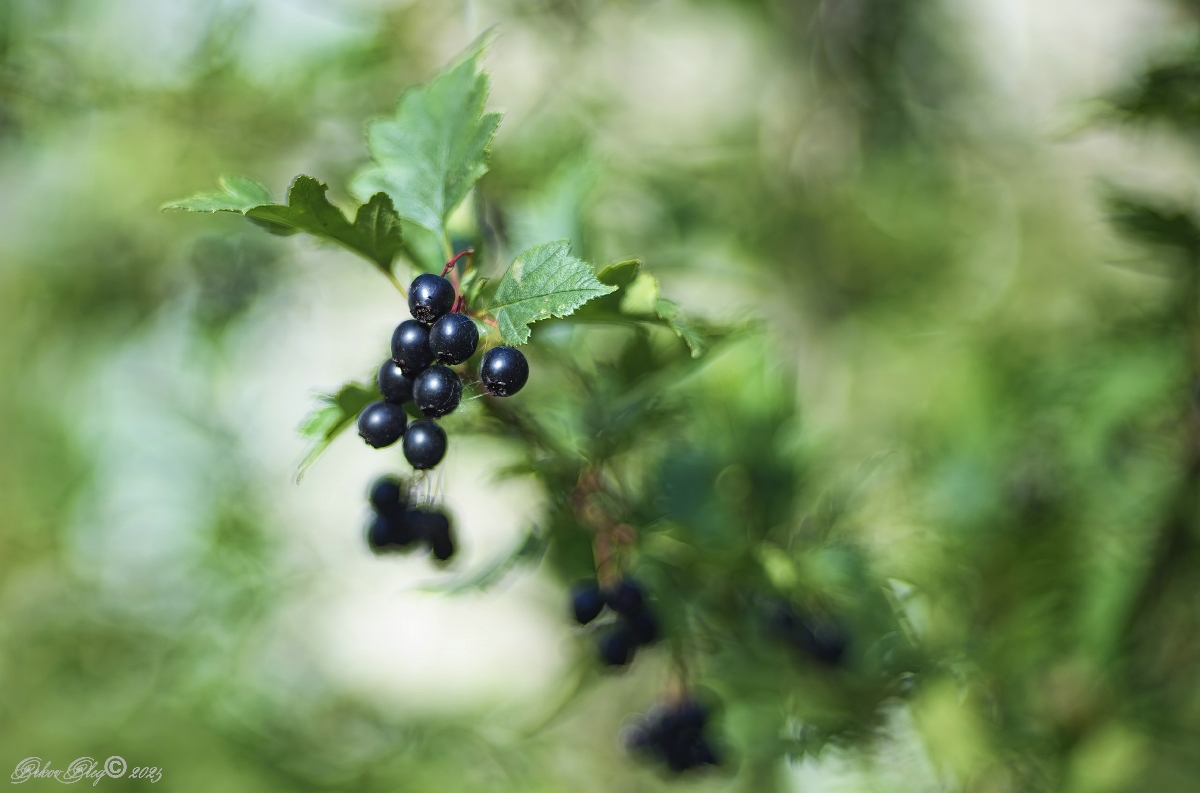 , Орлов Олег