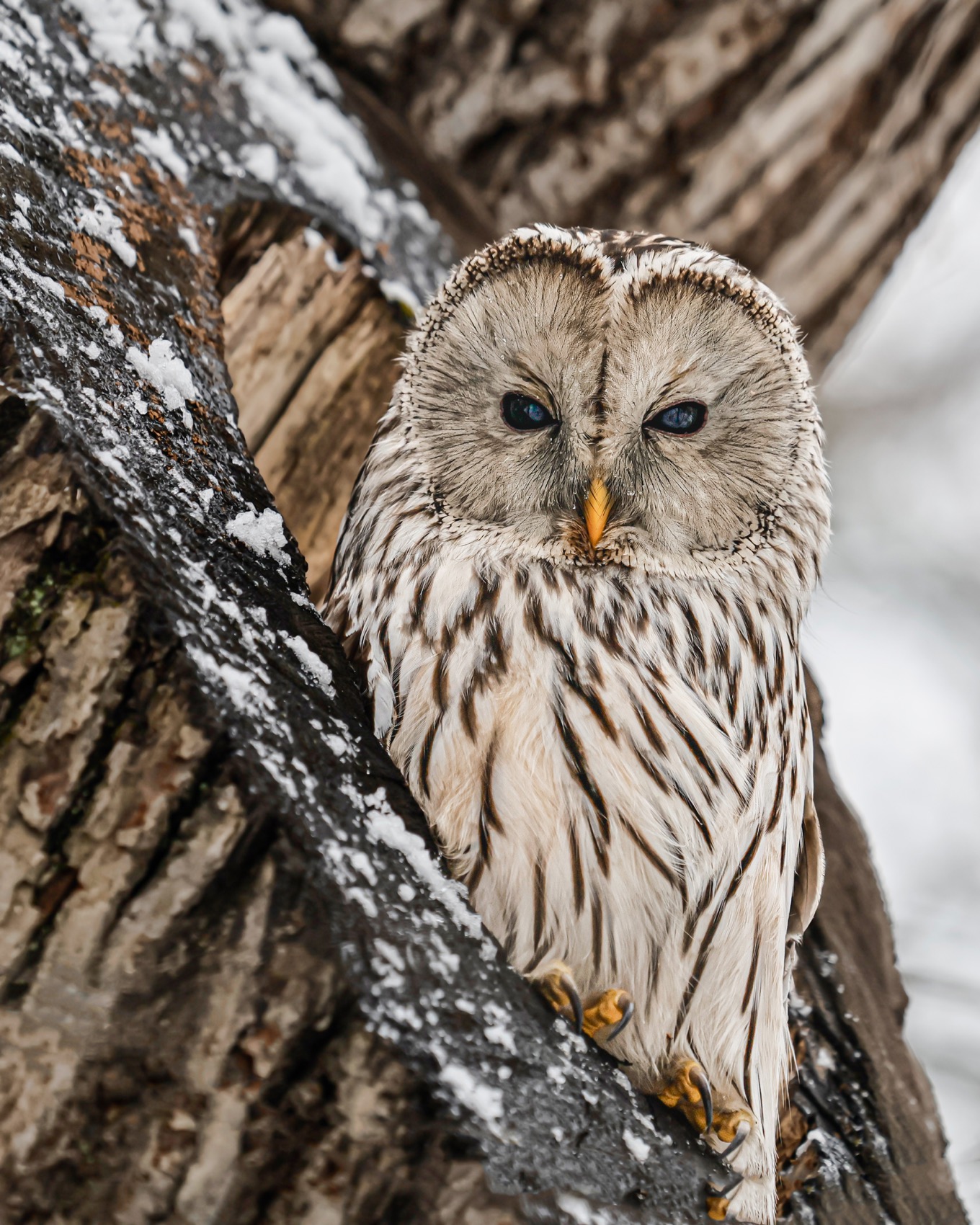 сова, уральская неясыть, птицы, неясыть, длиннохвостая неясыть, Ruslan Pl