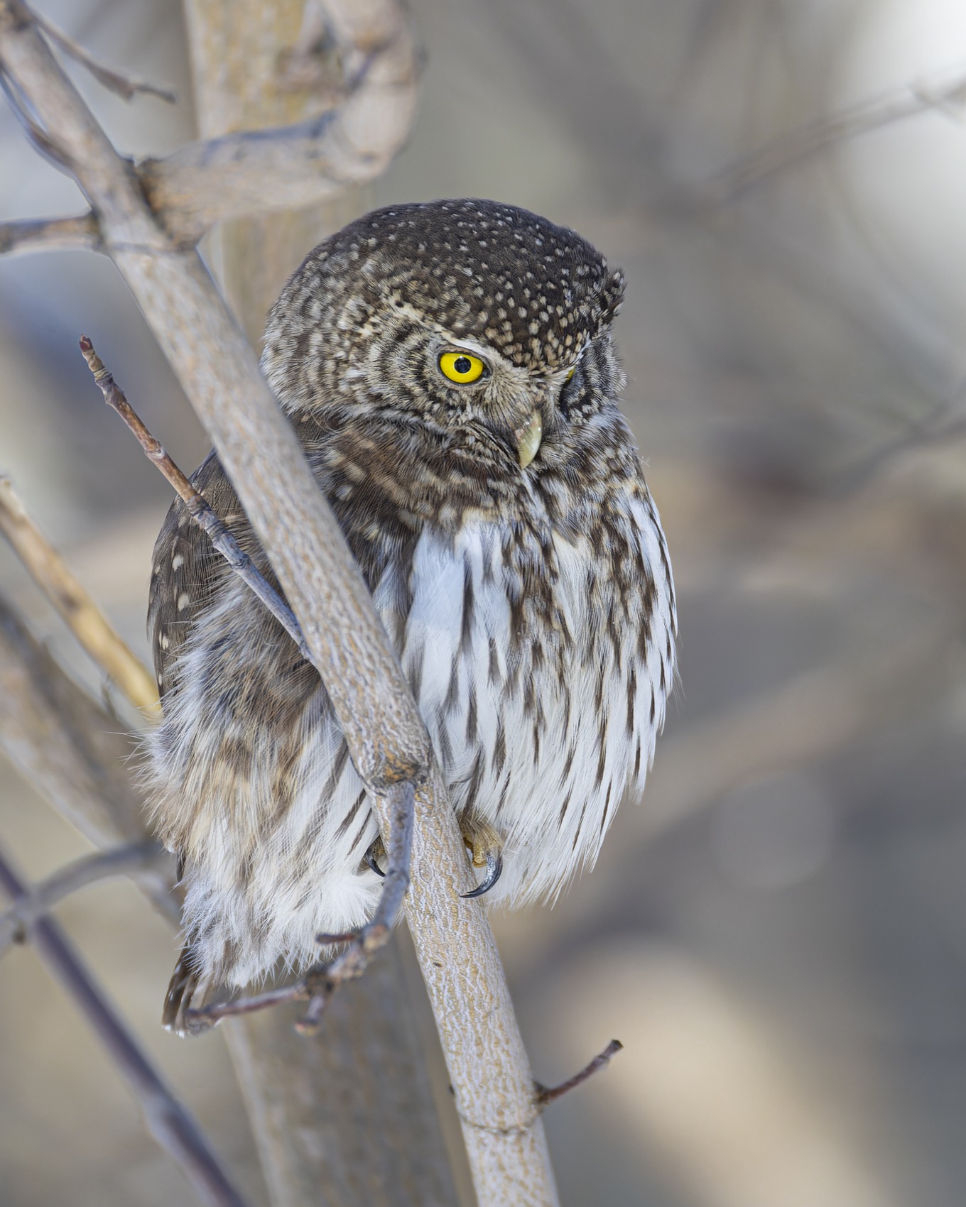 воробьиный сычик, воробьиный сыч, сова, птицы,, Ruslan Pl