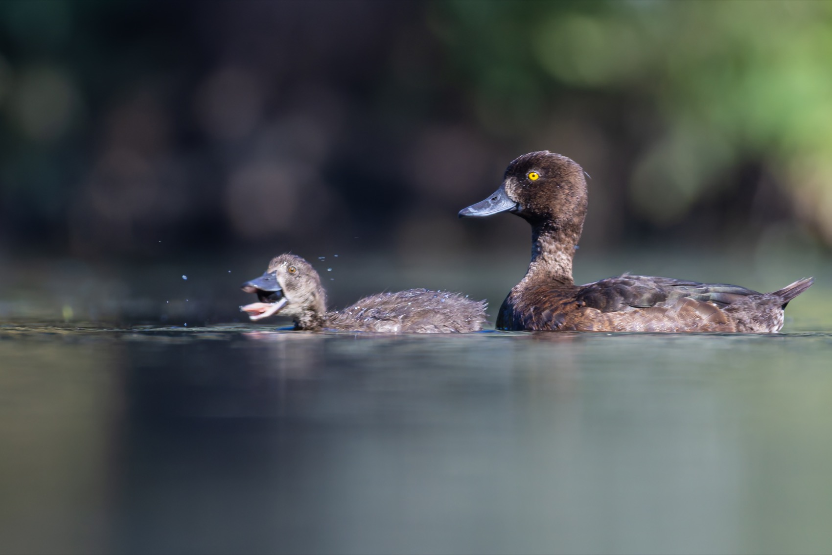хохлатая чернеть, утка, нырок, птицы, пруд, утенок, Ruslan Pl