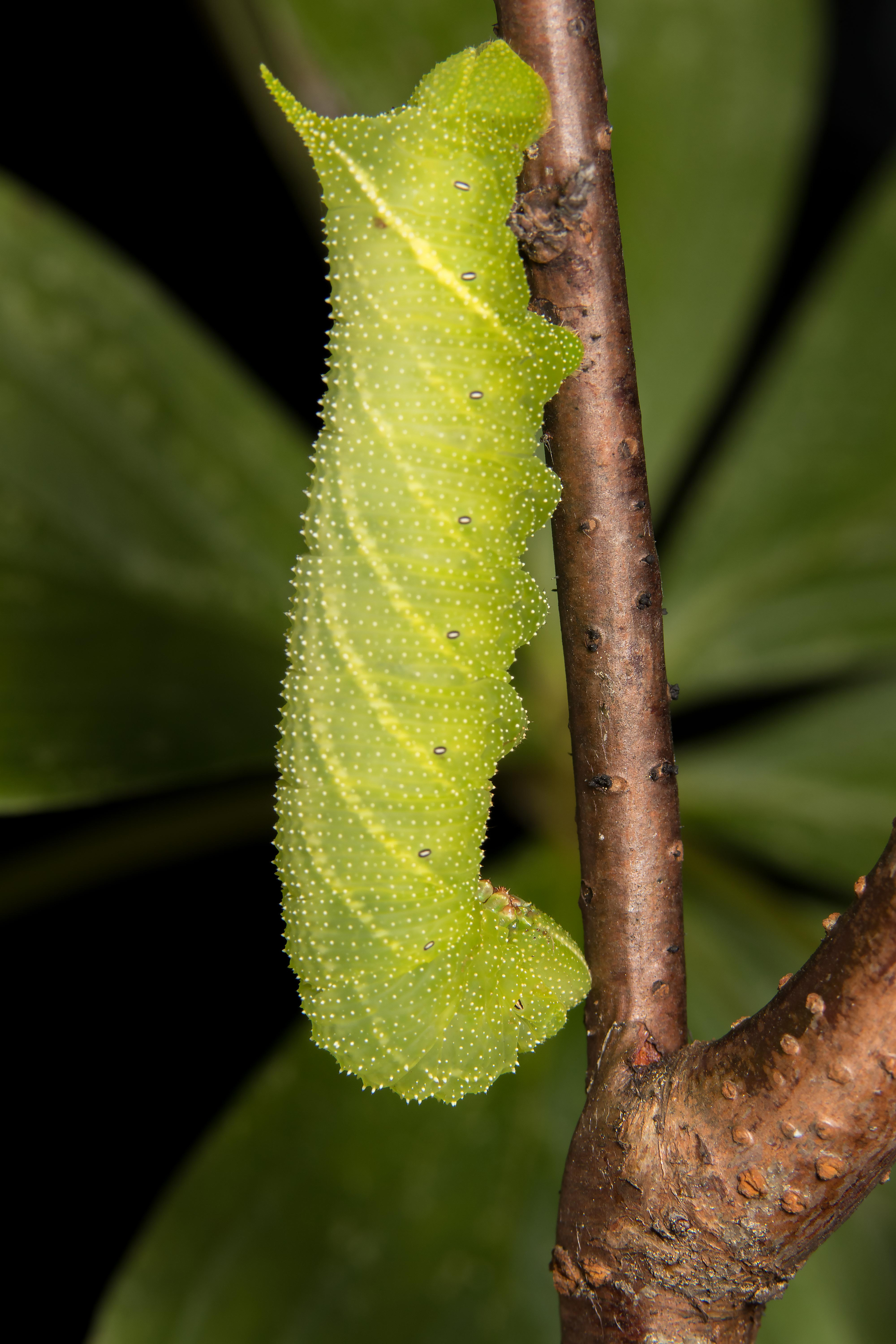 макрофото, макрофотографии, фотомакро, насекомые, макромир, макрофотограф, макроаддикт, макро_мир, naturelovers, naturelover, naturephotography, macrolove, macro_love, biodiversity, macrophotography, macro, macronature, entomology, arthropods, arthropod, ,  Stephane