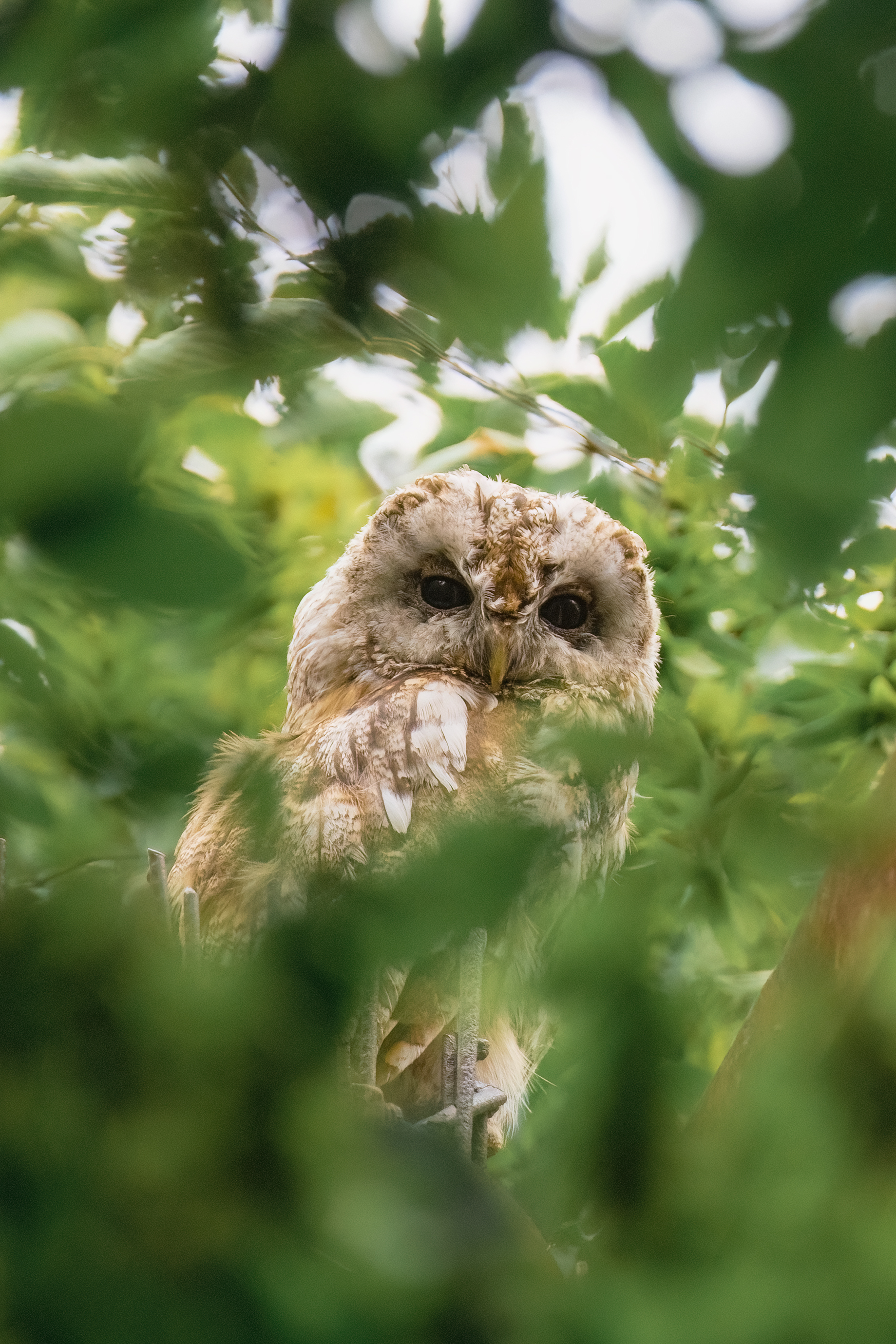 , Ekaterina Romanova