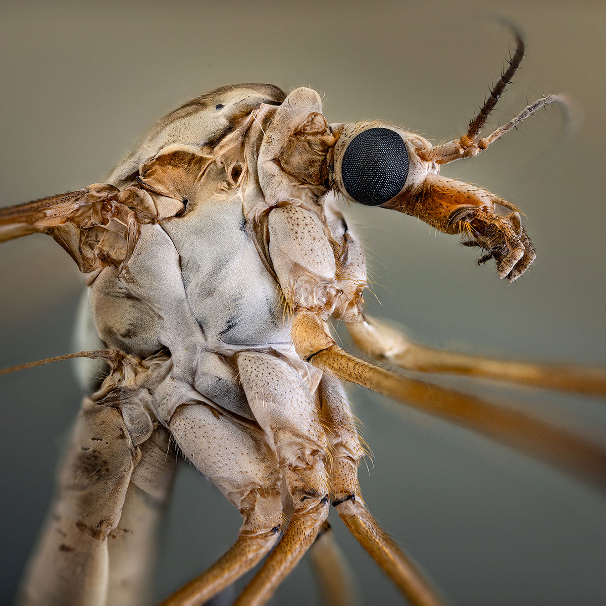 tipulidae, diptera, tipula paludosa, вредная долгоножка, Kavaliauskas Eugenijus