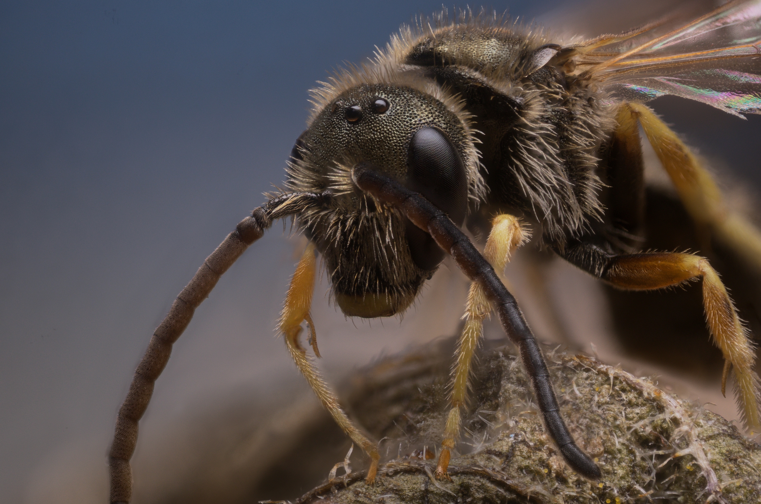 , Иван Золин