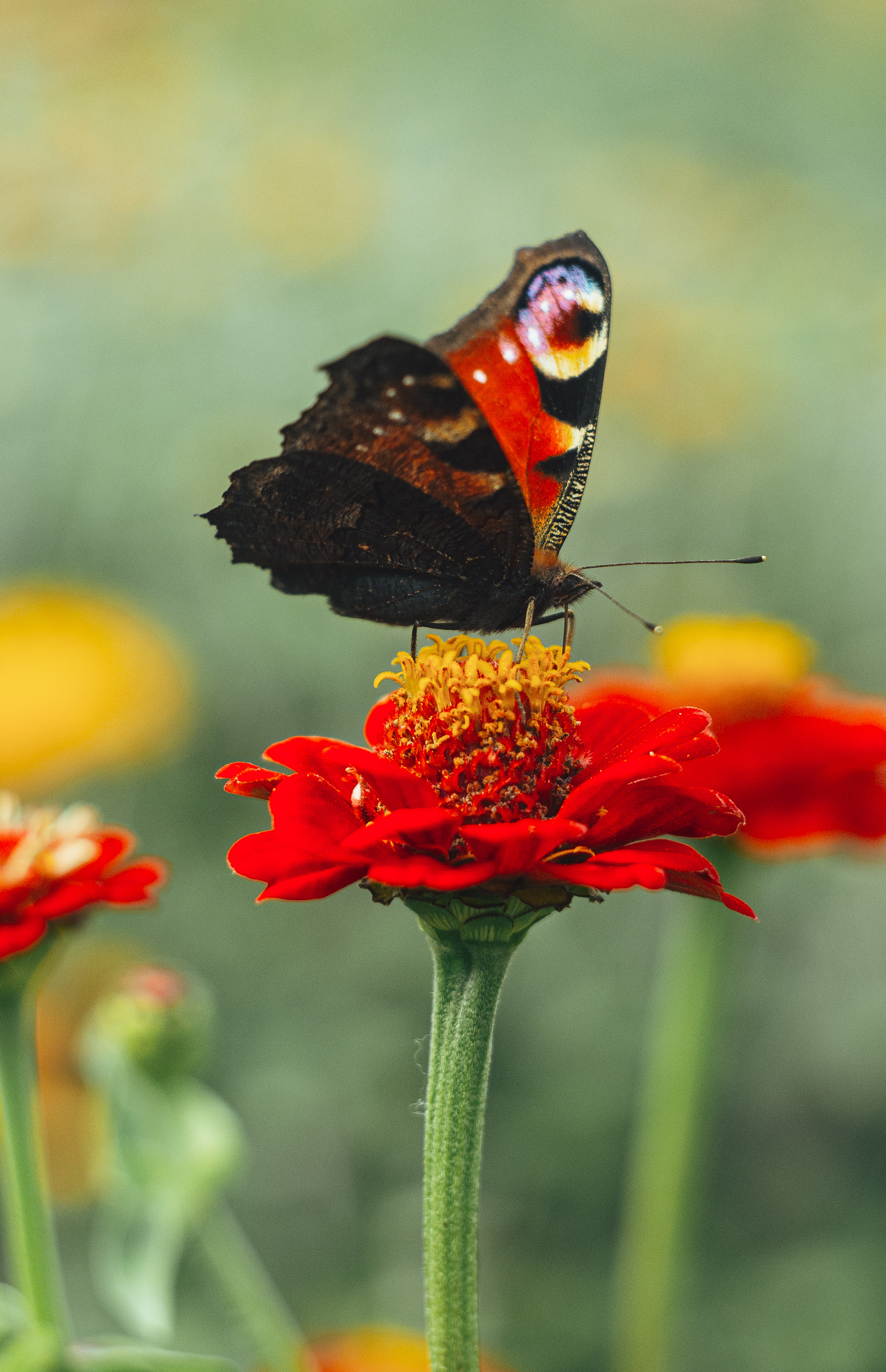 бабочка, макросъёмка, макро фотограф,, Дмитрий Гусалов