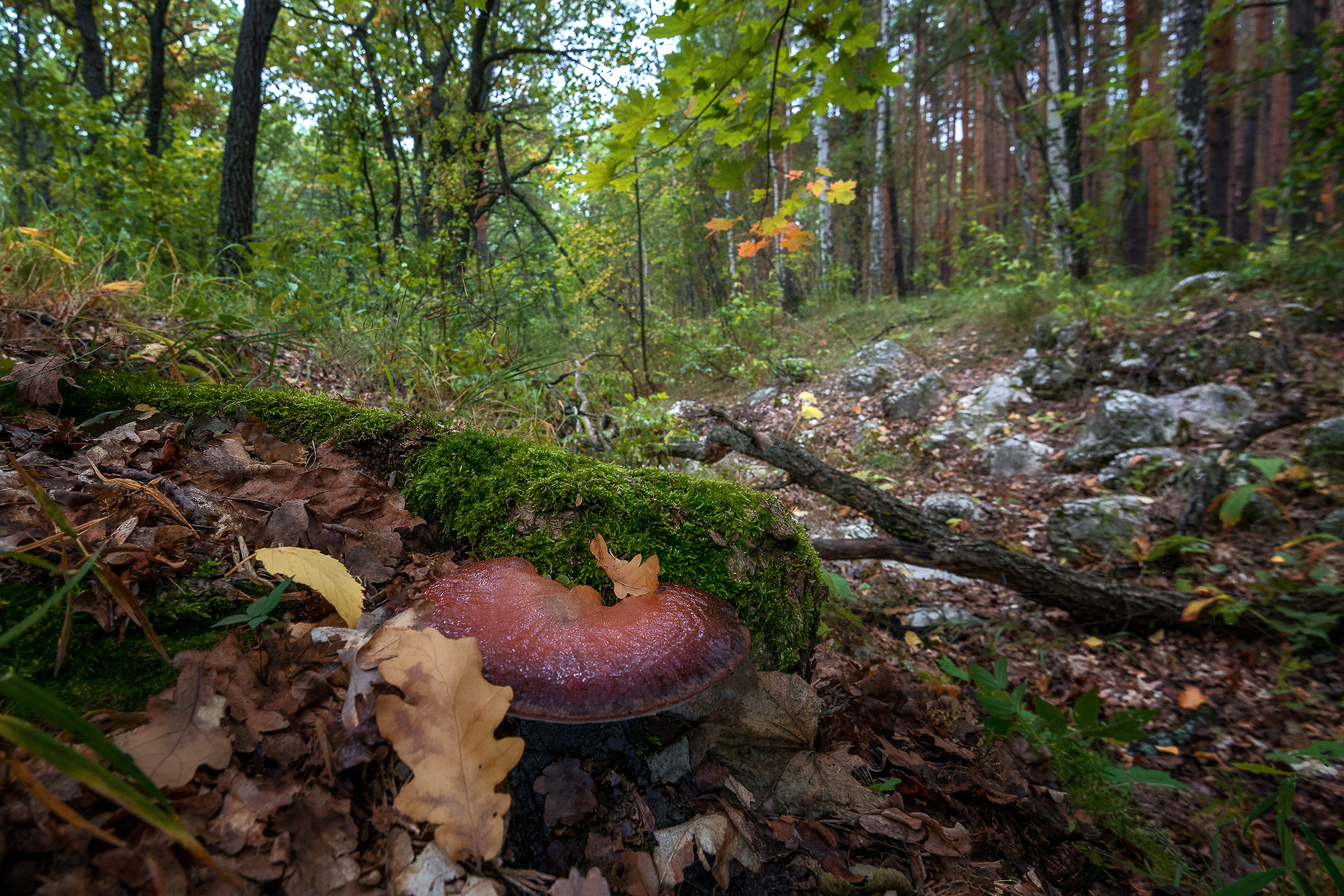 осень лес грибы, Владислав Никишин