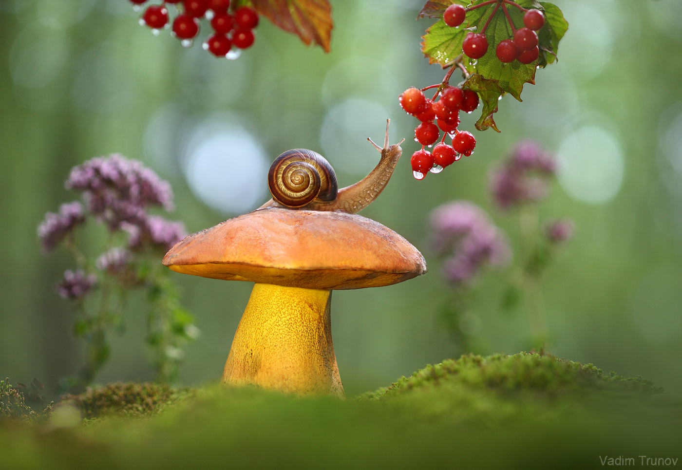 улитка, гриб, гриб-император, Вадим Трунов
