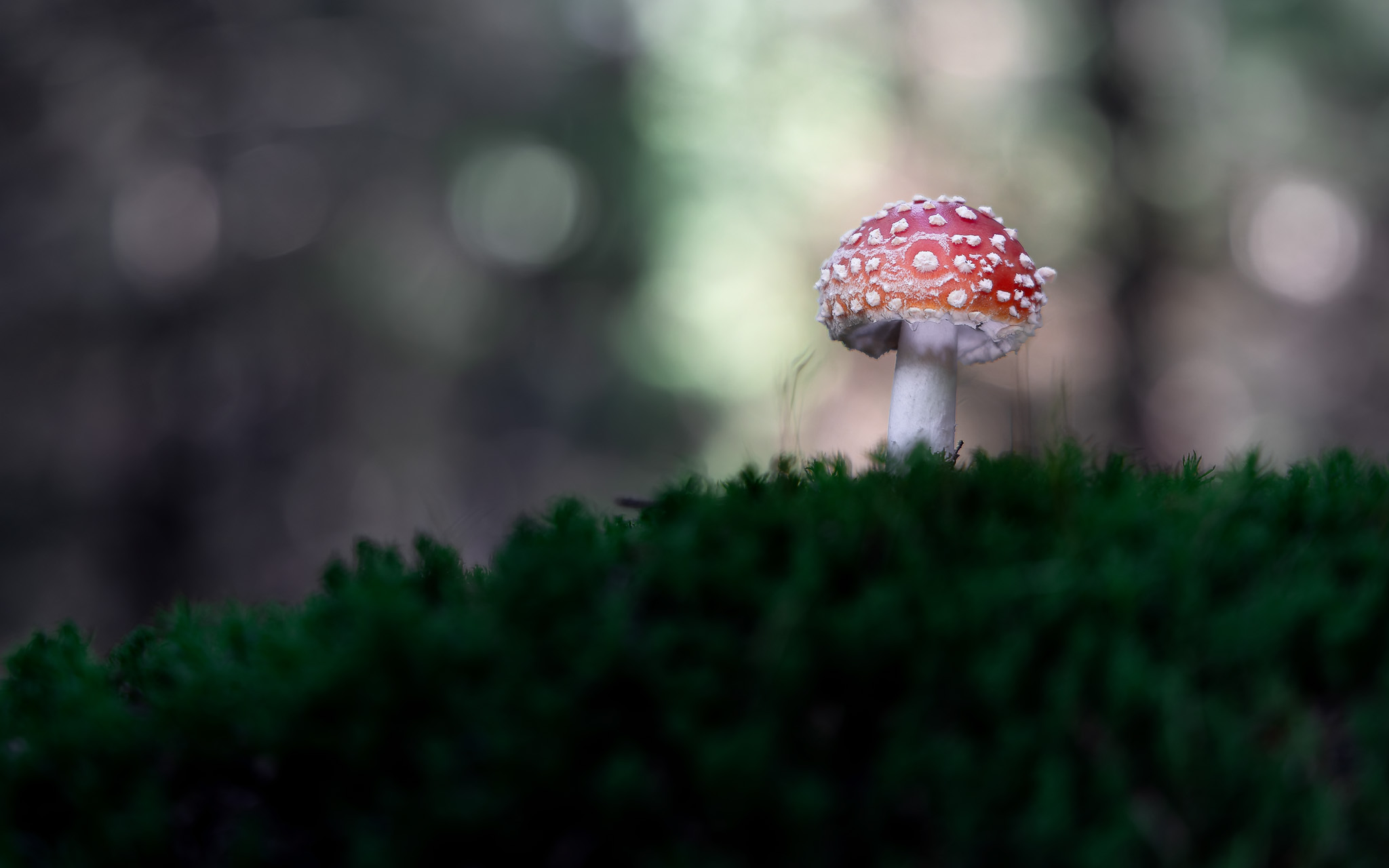 , Загруев Михаил