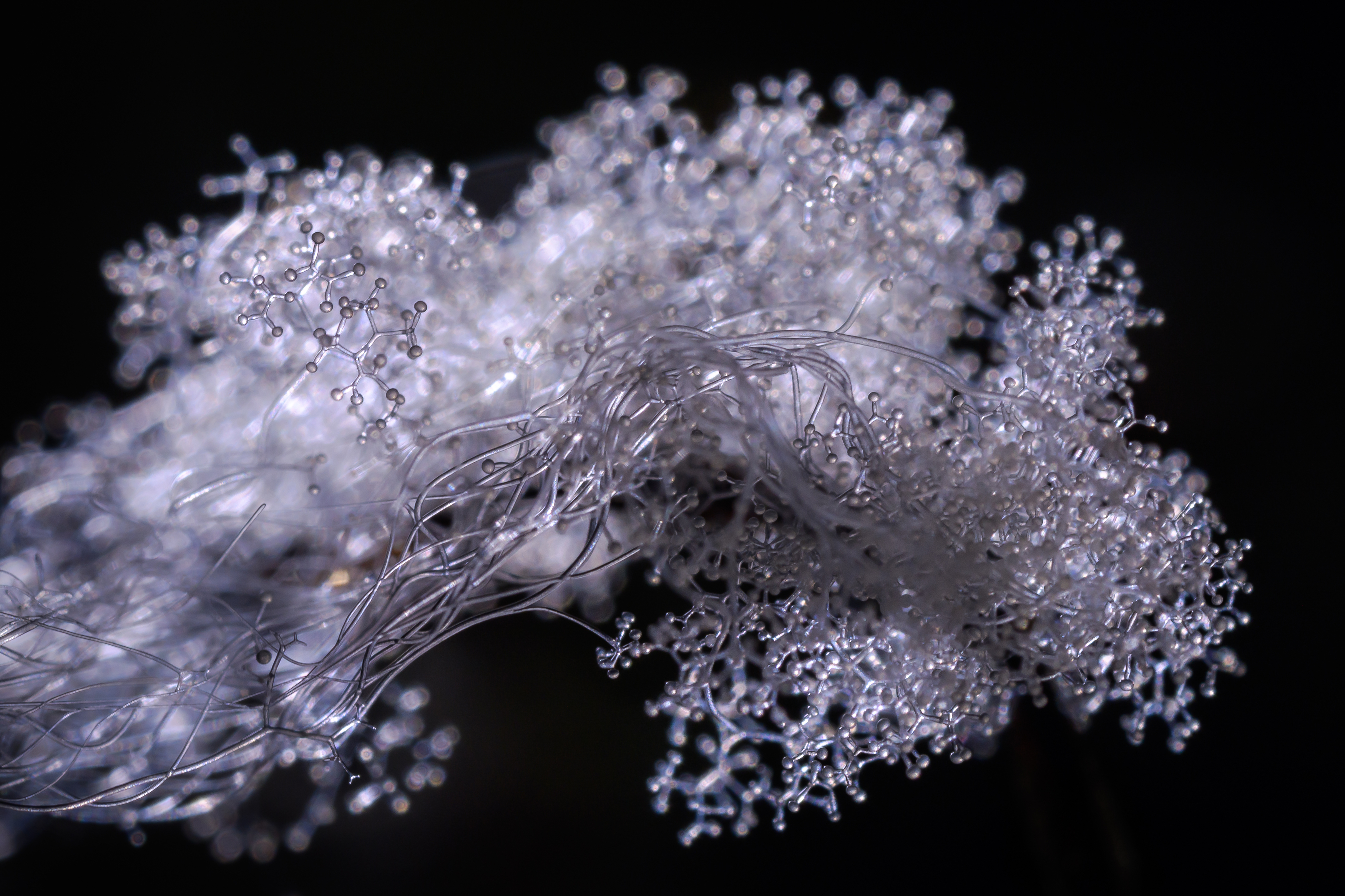 Сизигитес великоплодный, Syzygites megalocarpus, гриб паразит, Соварцева Ксения