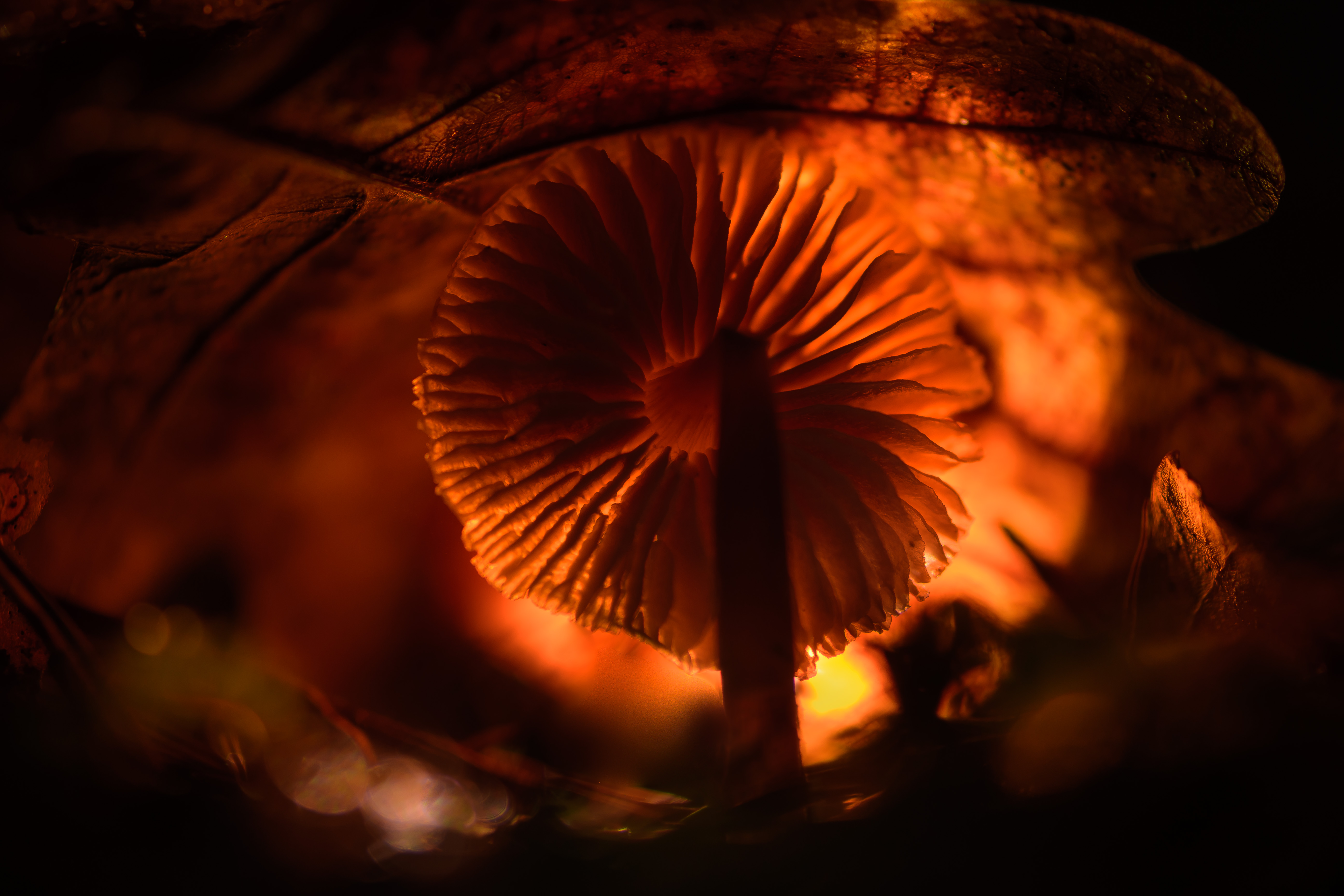 оранжевый, свет, осень, гриб, осенний лист, Соварцева Ксения