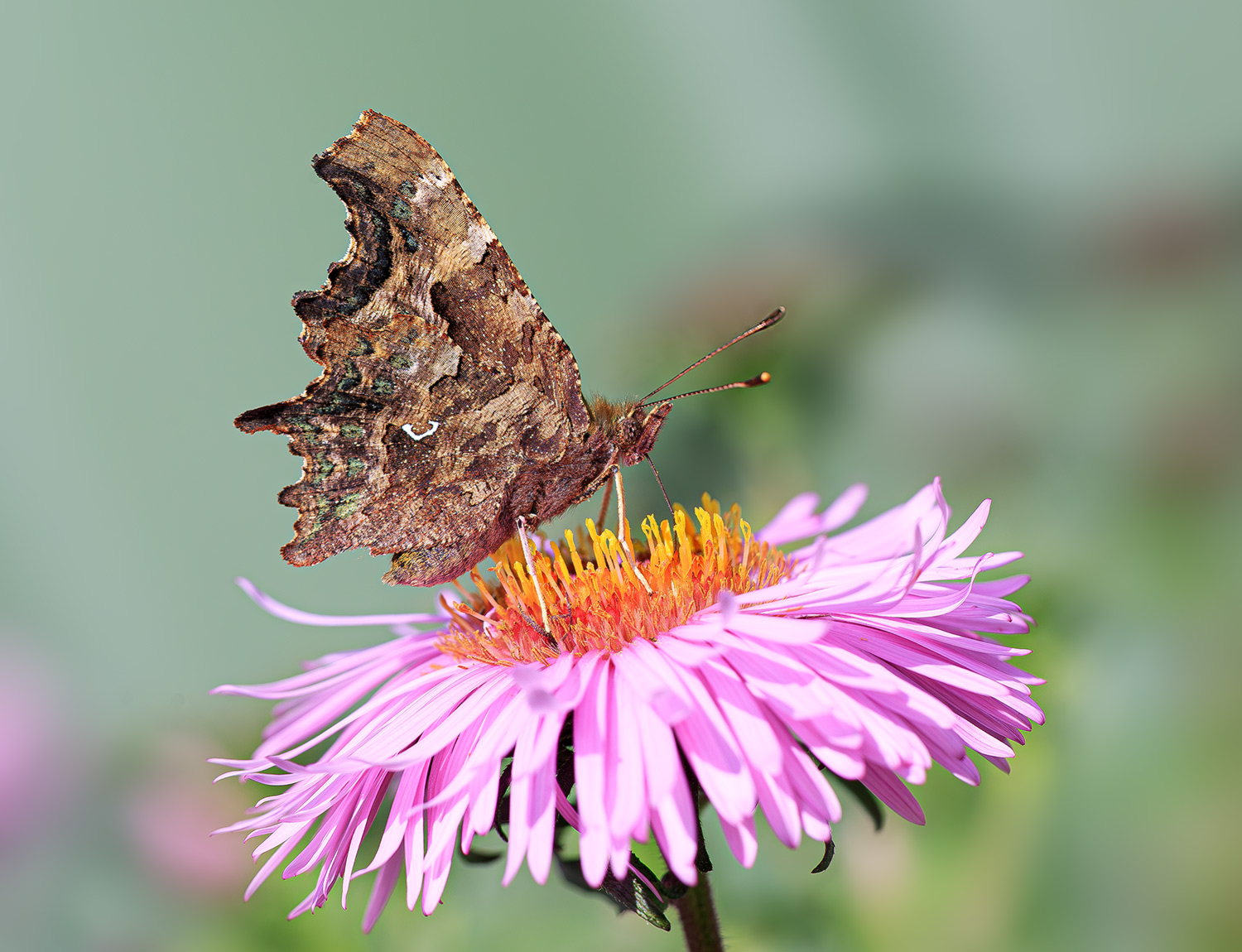 насекомые, бабочка, нимфалида, углокрыльница, осень, сентябрь, Борис Новиков