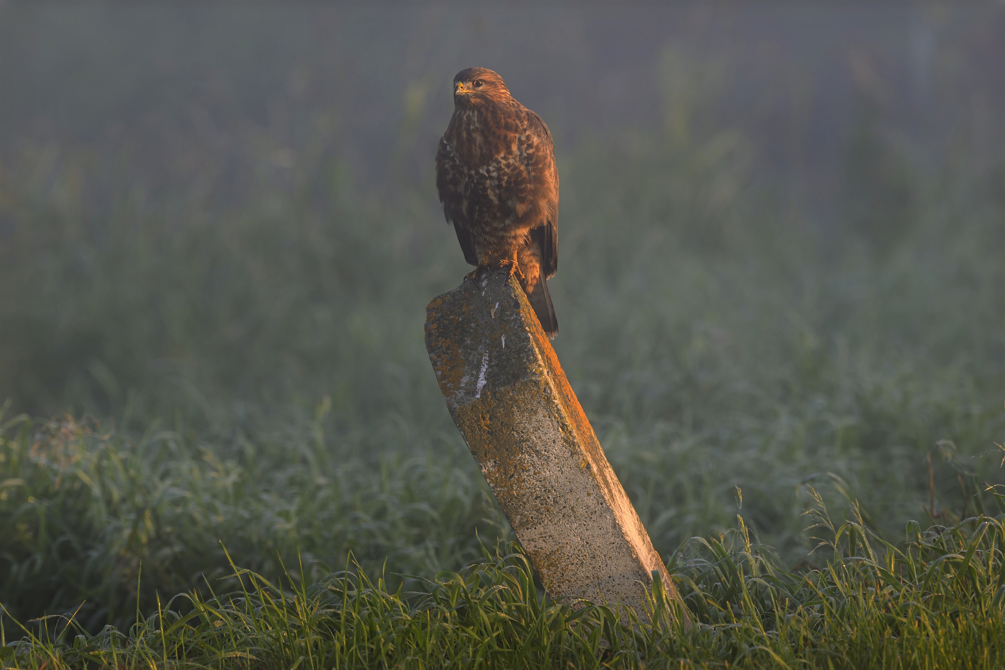 , Пупонин Сергей