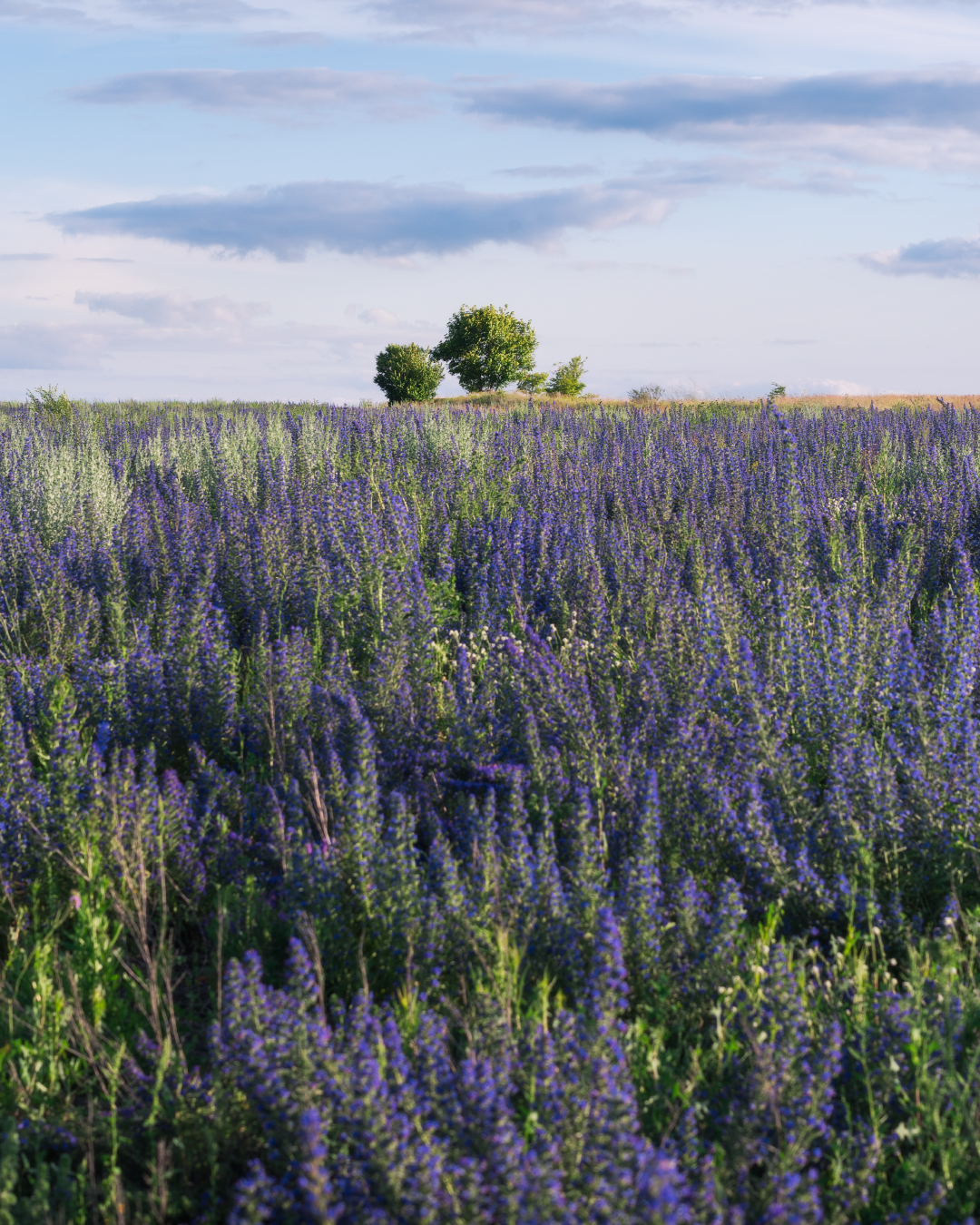 , Алексей Проняхин