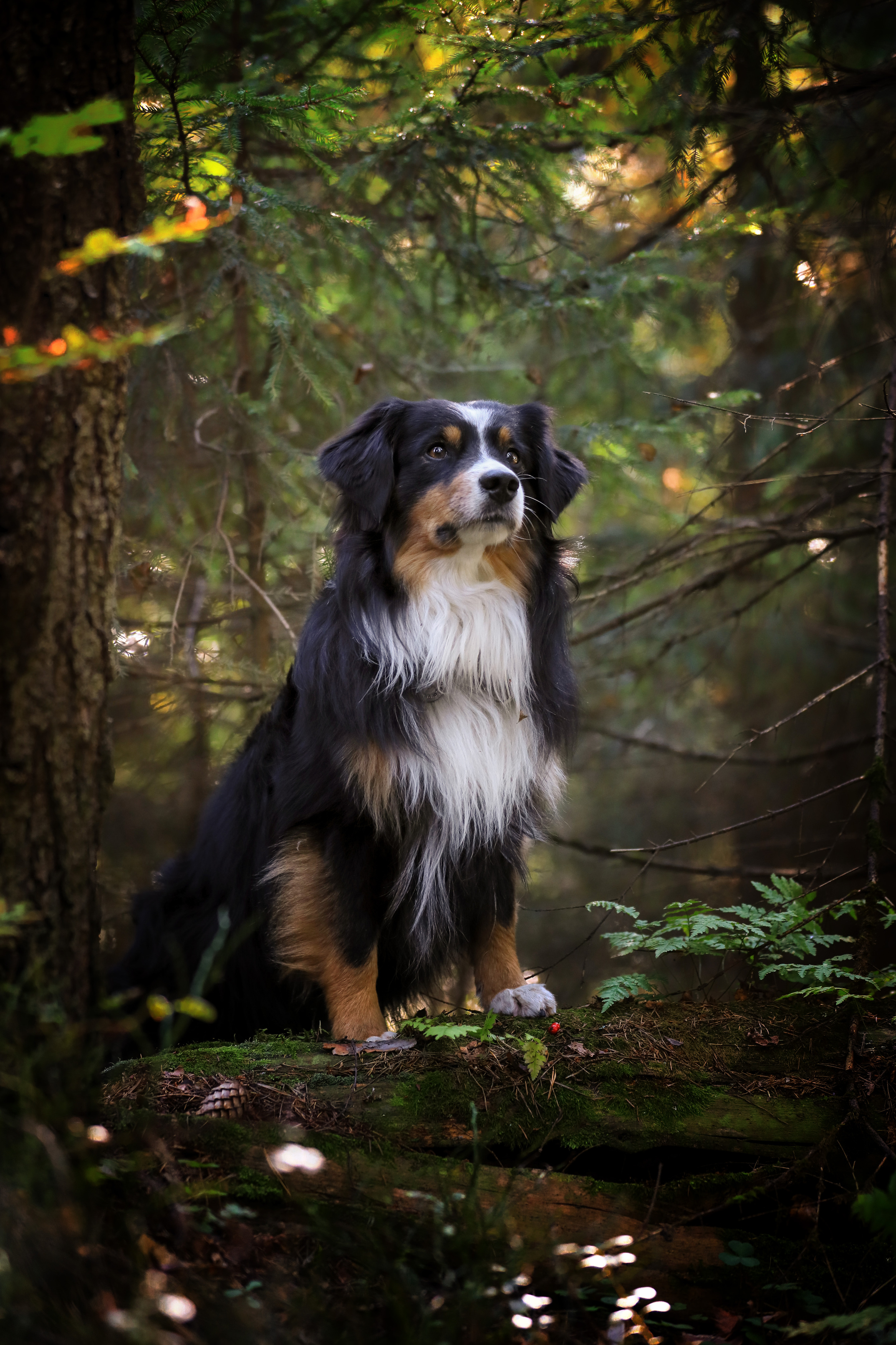 , Андрей Ершов