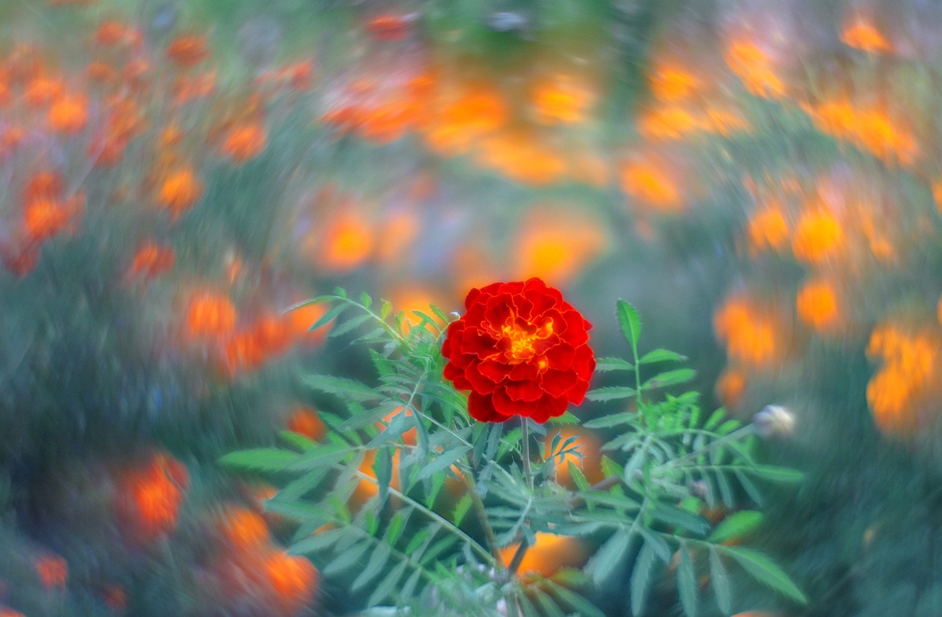 , Анатолий Зверев