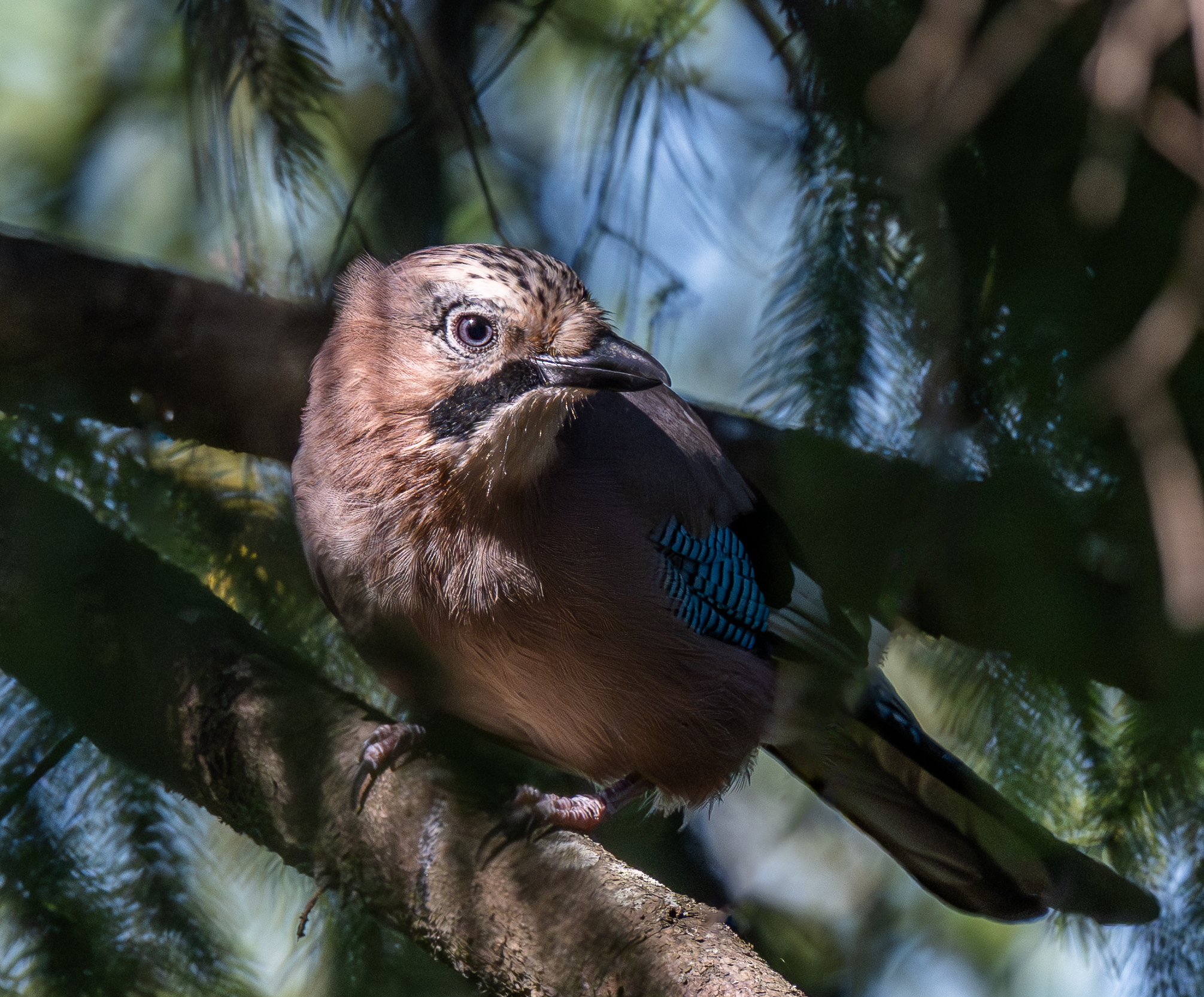 , Курлянцев Алексей