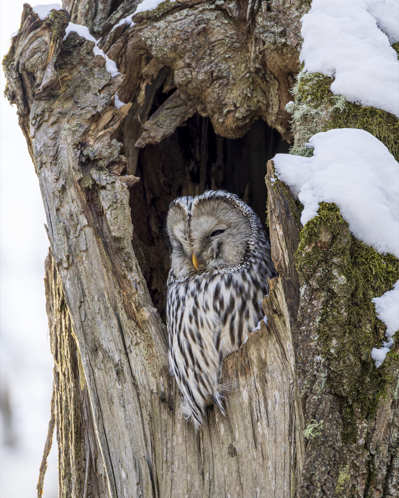 сова, уральская неясыть, птицы, неясыть, длиннохвостая неясыть, Ruslan Pl