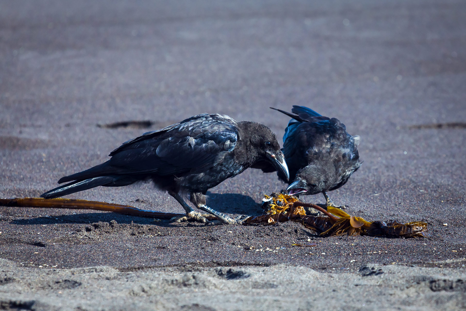 чёрные вороны, птицы, пляж, водоросли, камчатка, Уткин Дмитрий