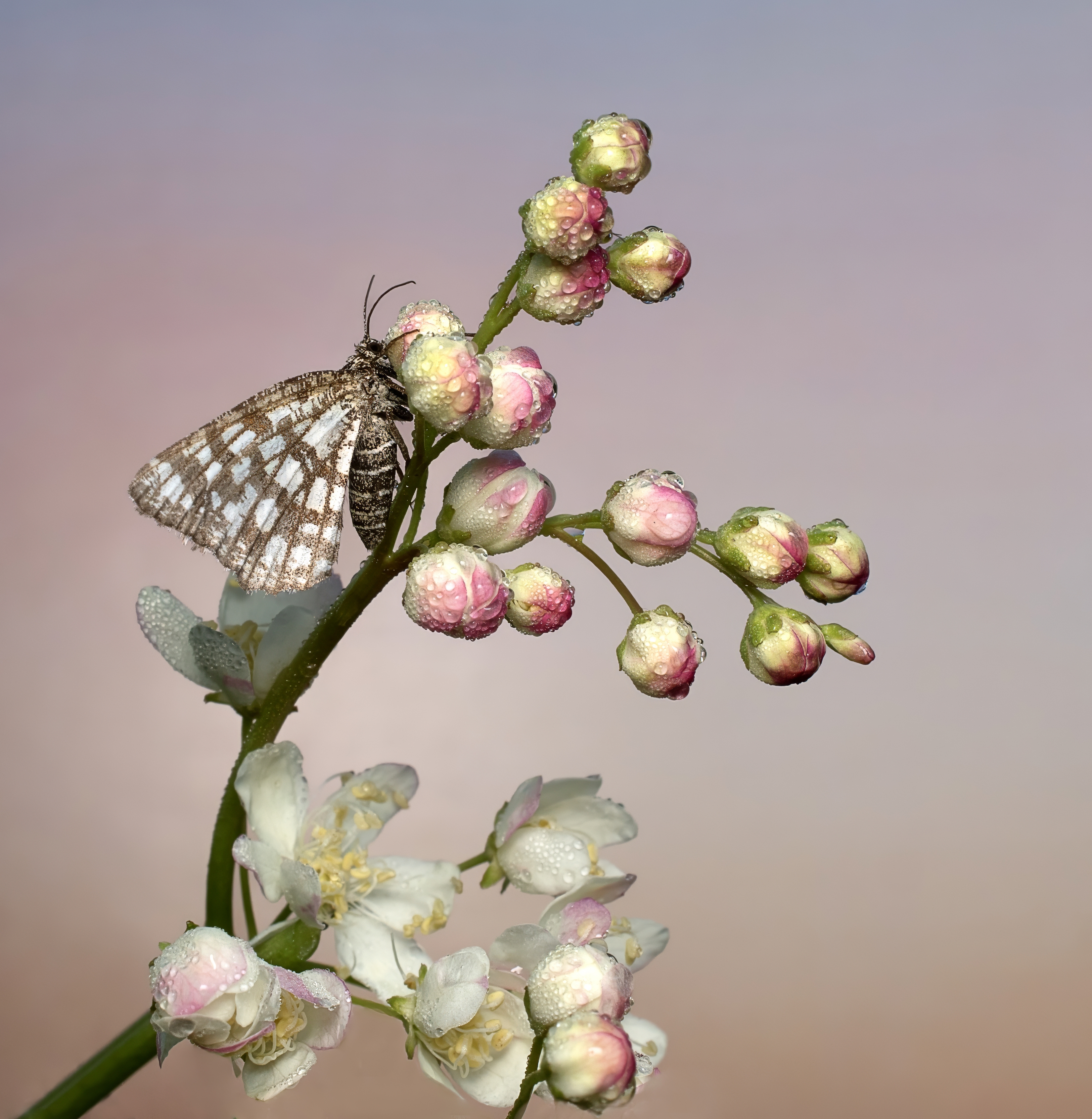 , Людмила Железнова