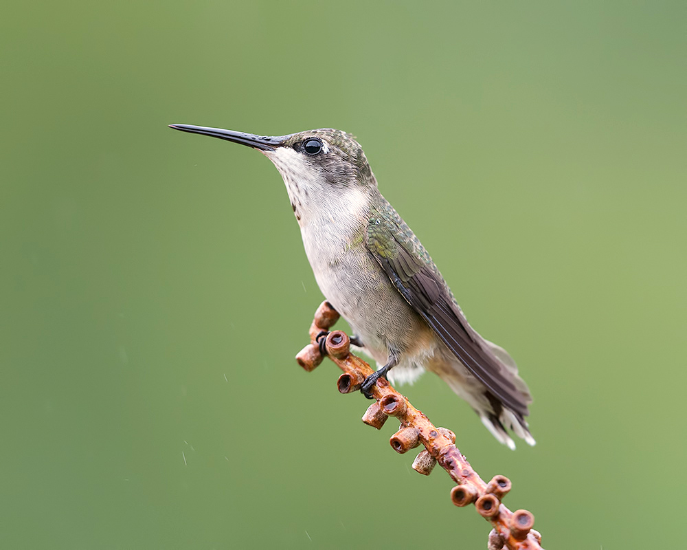 колибри,ruby-throated hummingbird, hummingbird, Etkind Elizabeth
