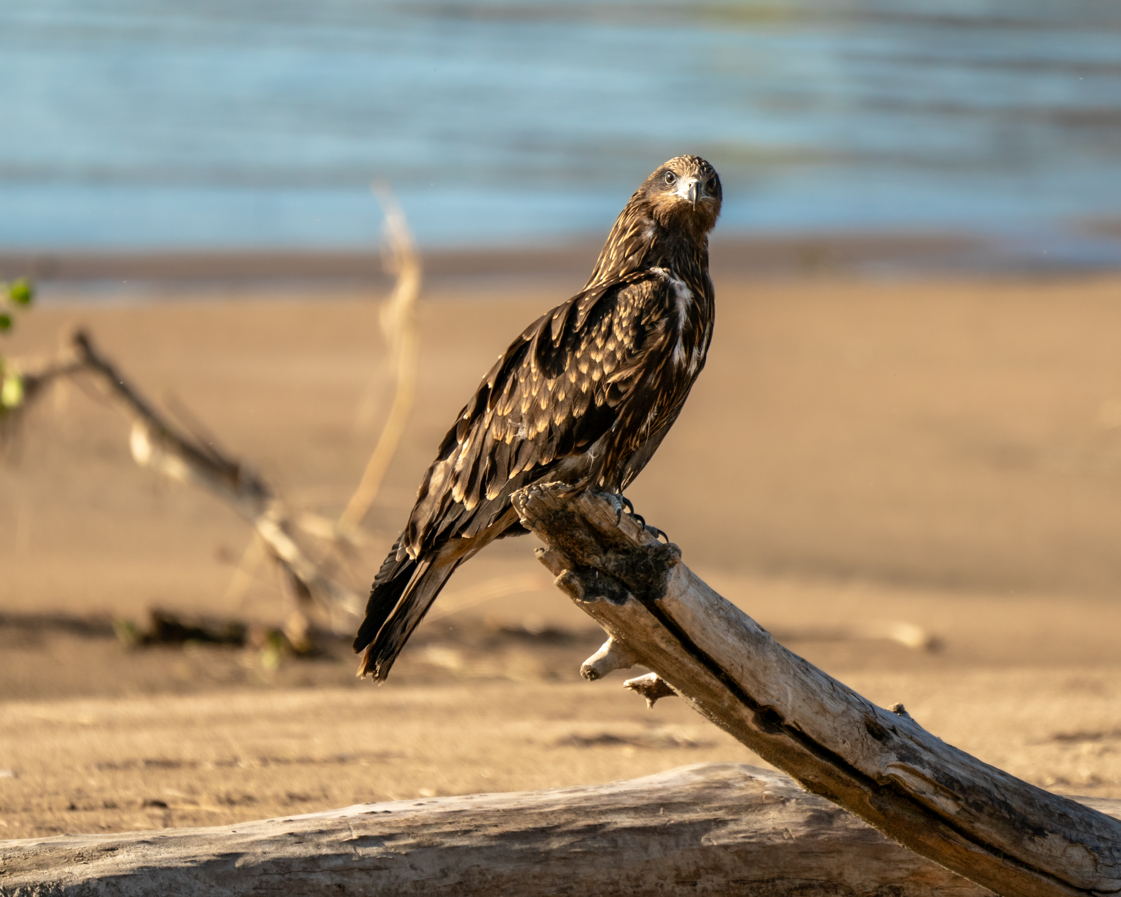 коршун, черный коршун, бердвочинг, птицы сибири, сибирь, Екатерина Дубровская