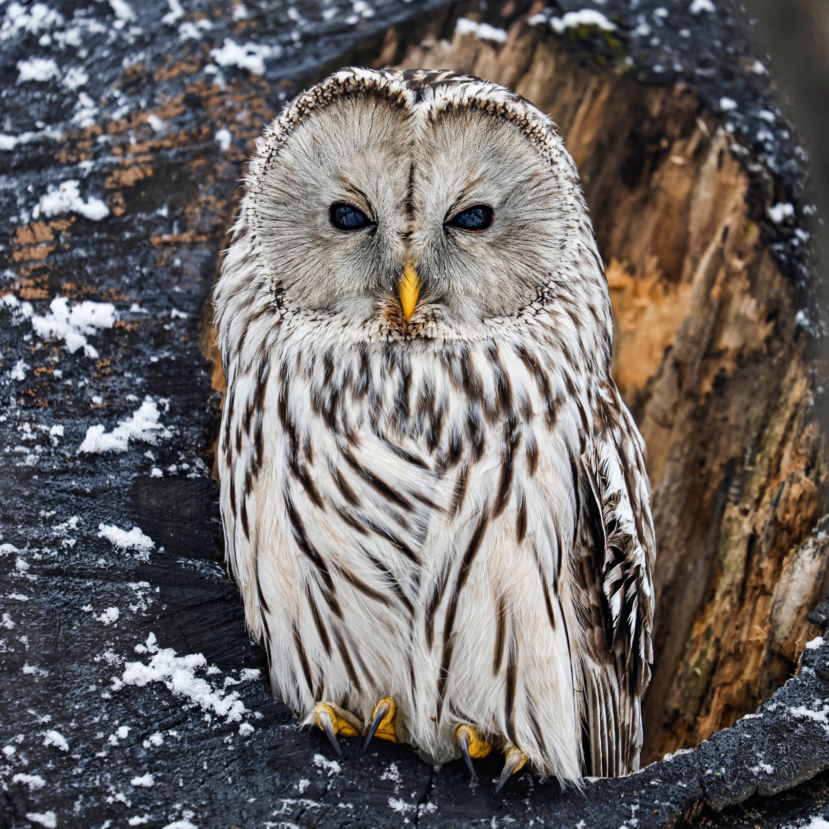 сова, уральская неясыть, птицы, неясыть, длиннохвостая неясыть, Ruslan Pl