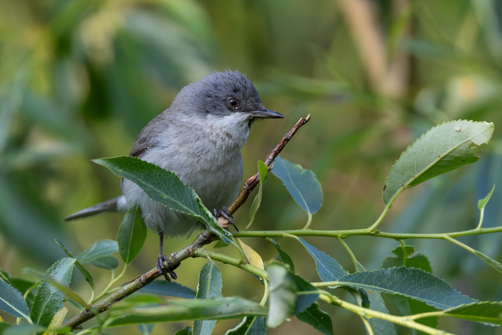 славка-завирушка, славка, славка-мельничек, завирушка, птицы, Ruslan Pl