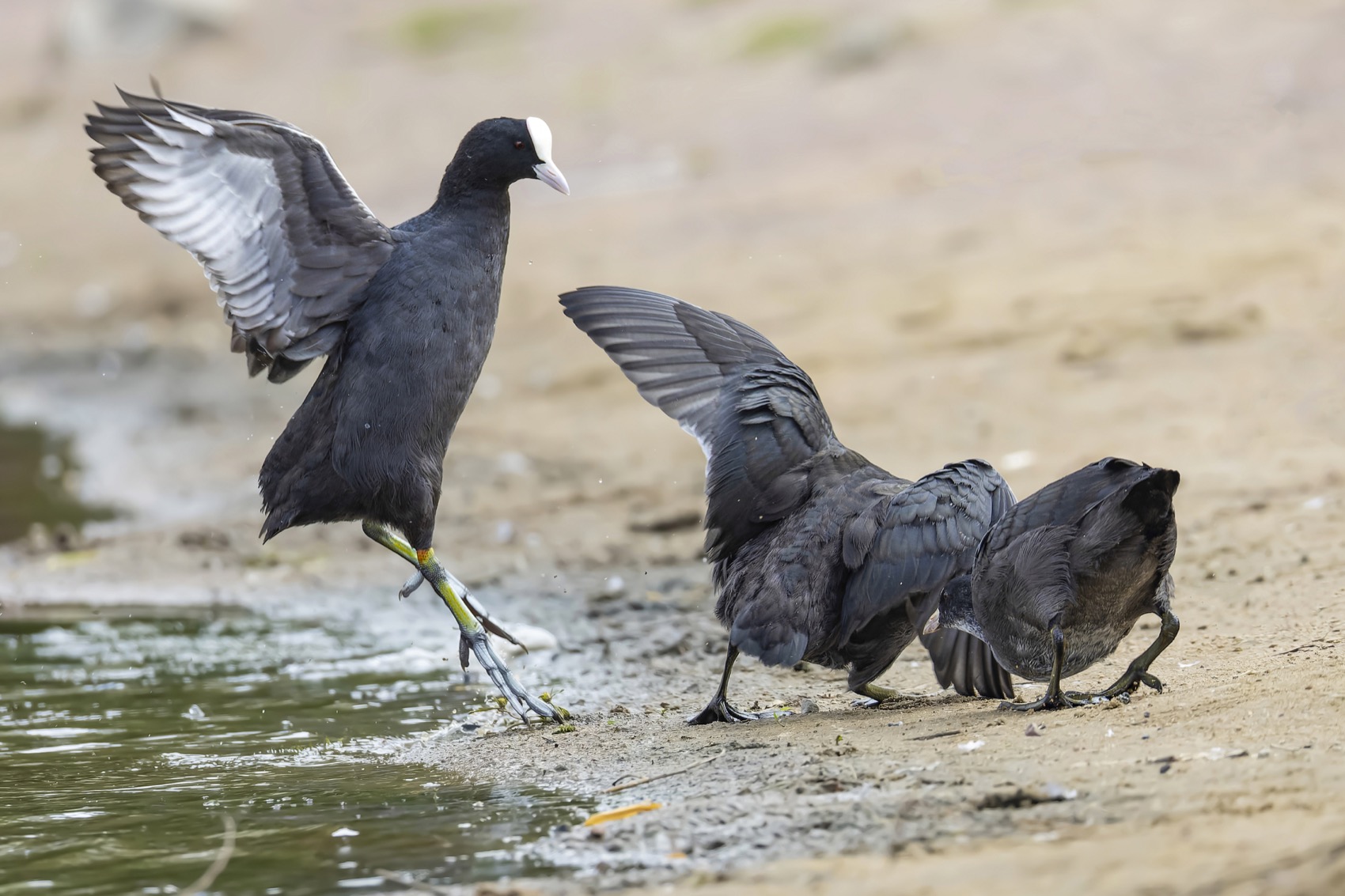 лысуха, птицы, Ruslan Pl