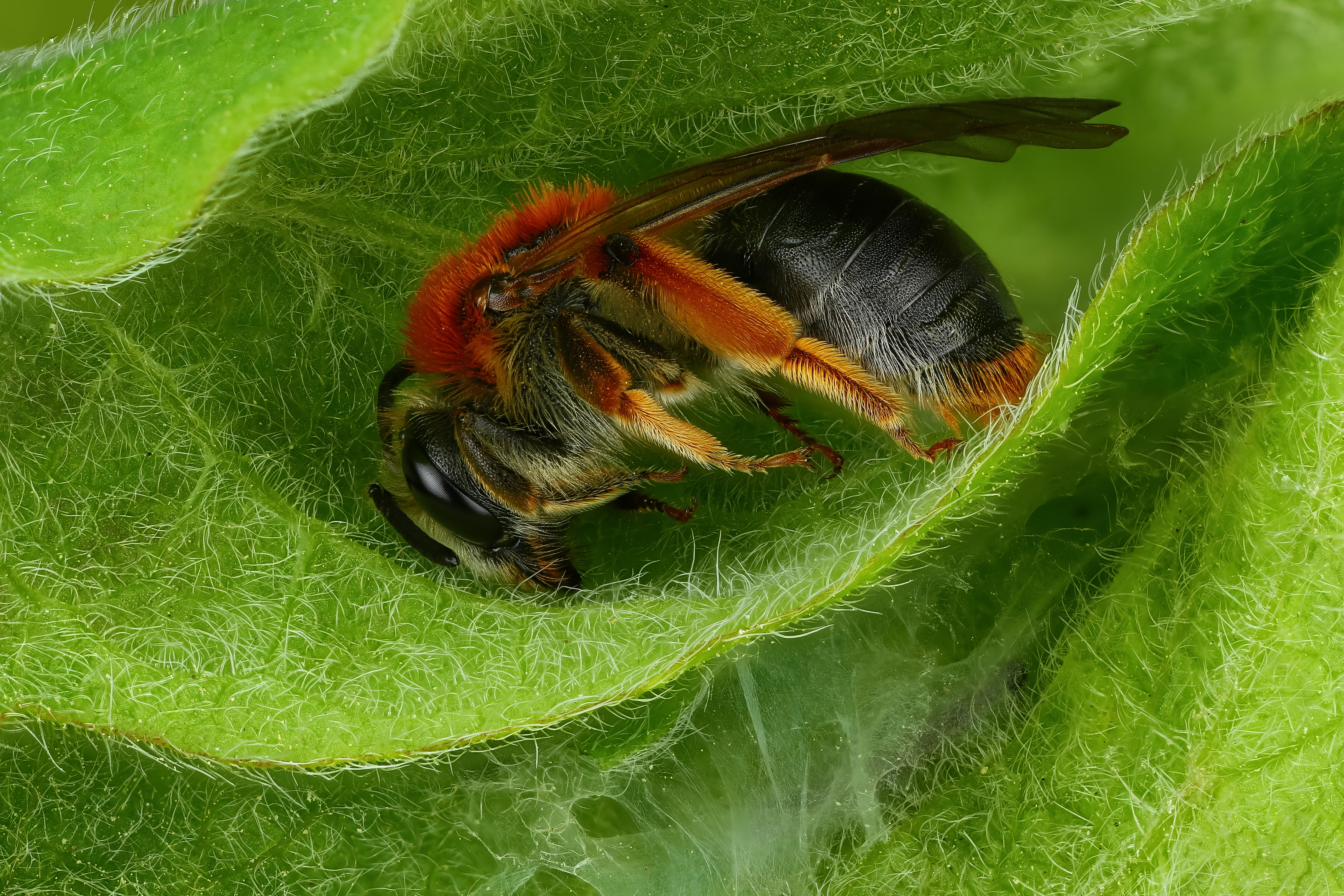 макро, природа, животное, растение, цвет, фото, оранжевый, пчела, лист, Шаповалов Андрей