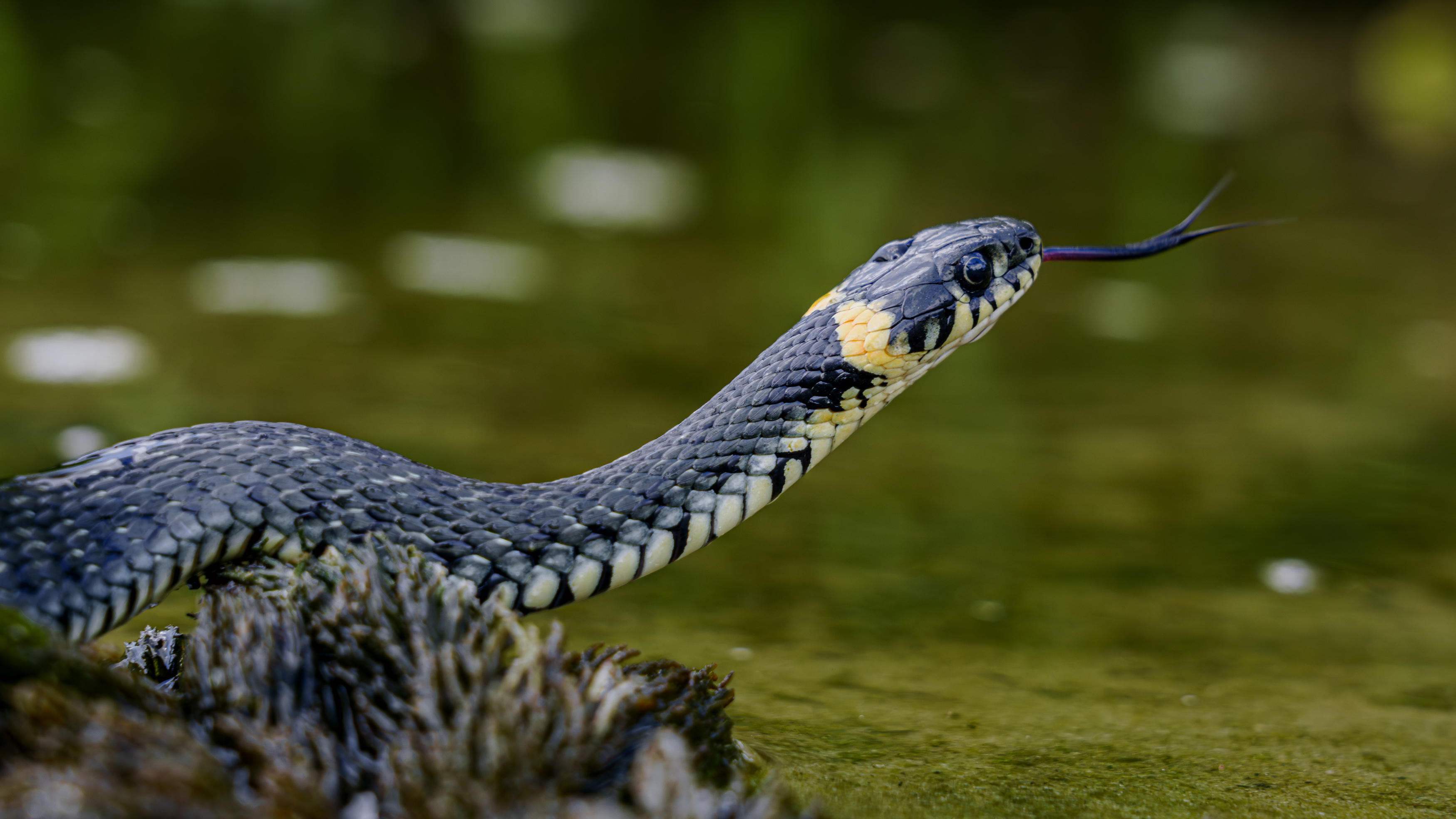 , Вертиков Юрий