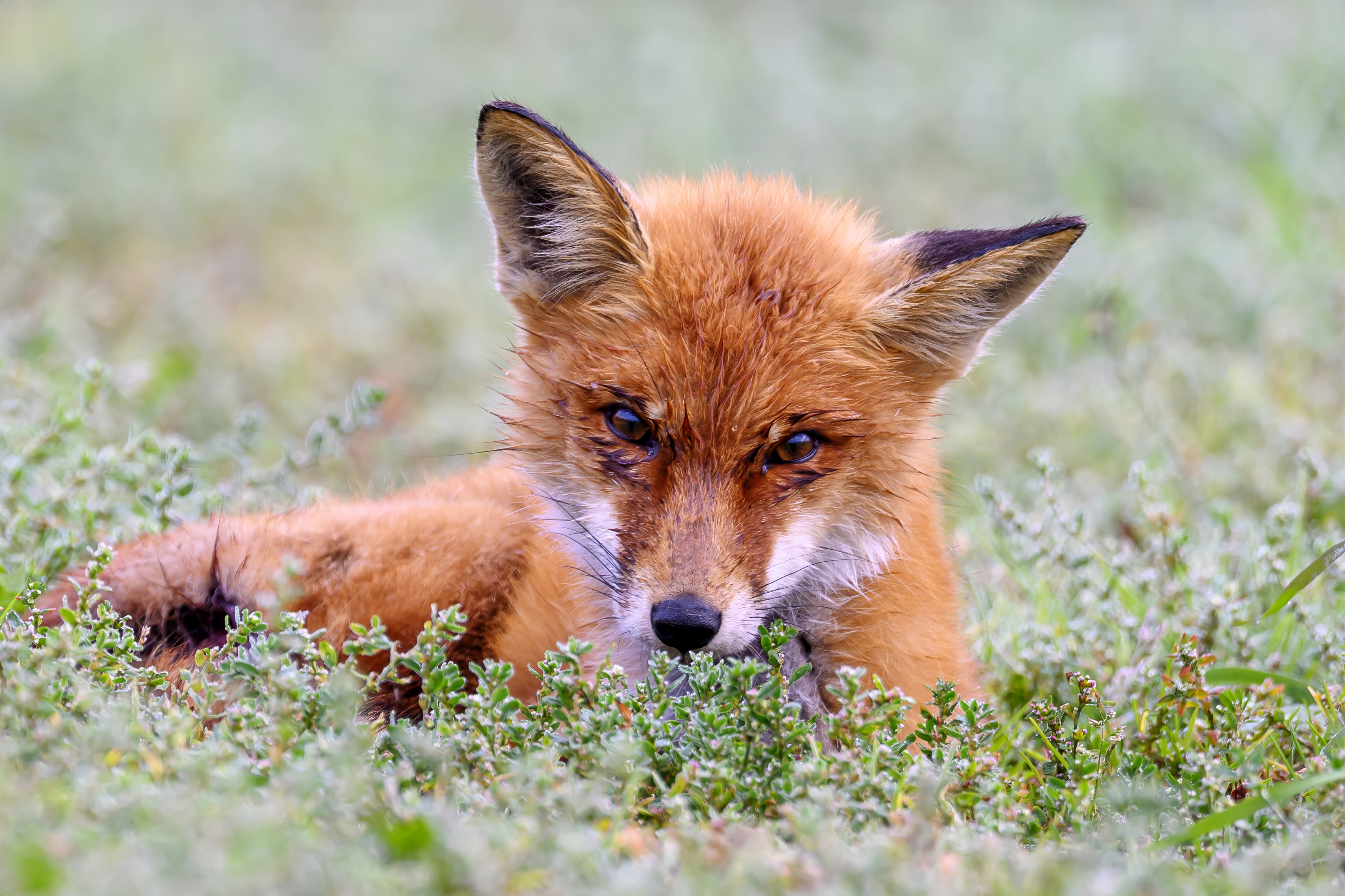 , Пупонин Сергей