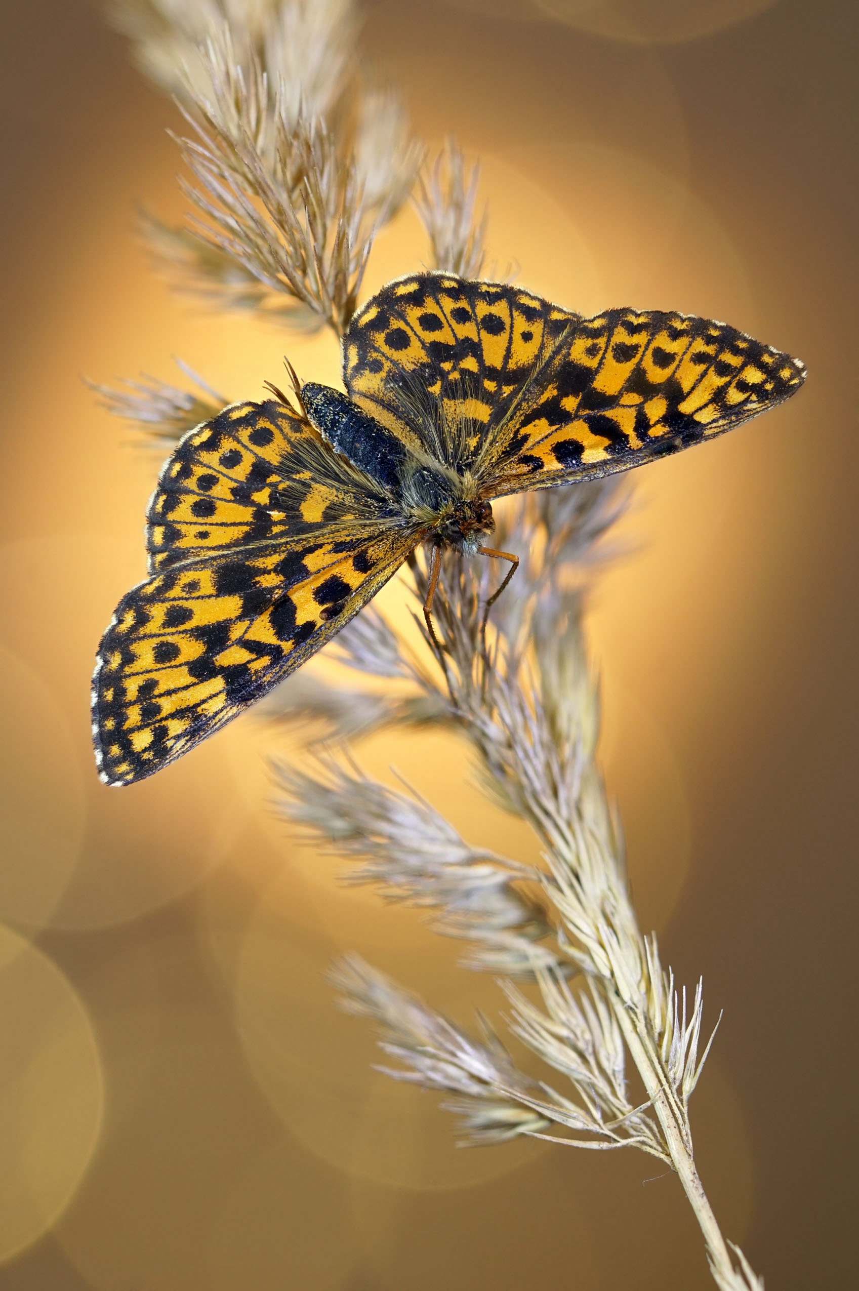 Бабочка, Чепленко Алексей