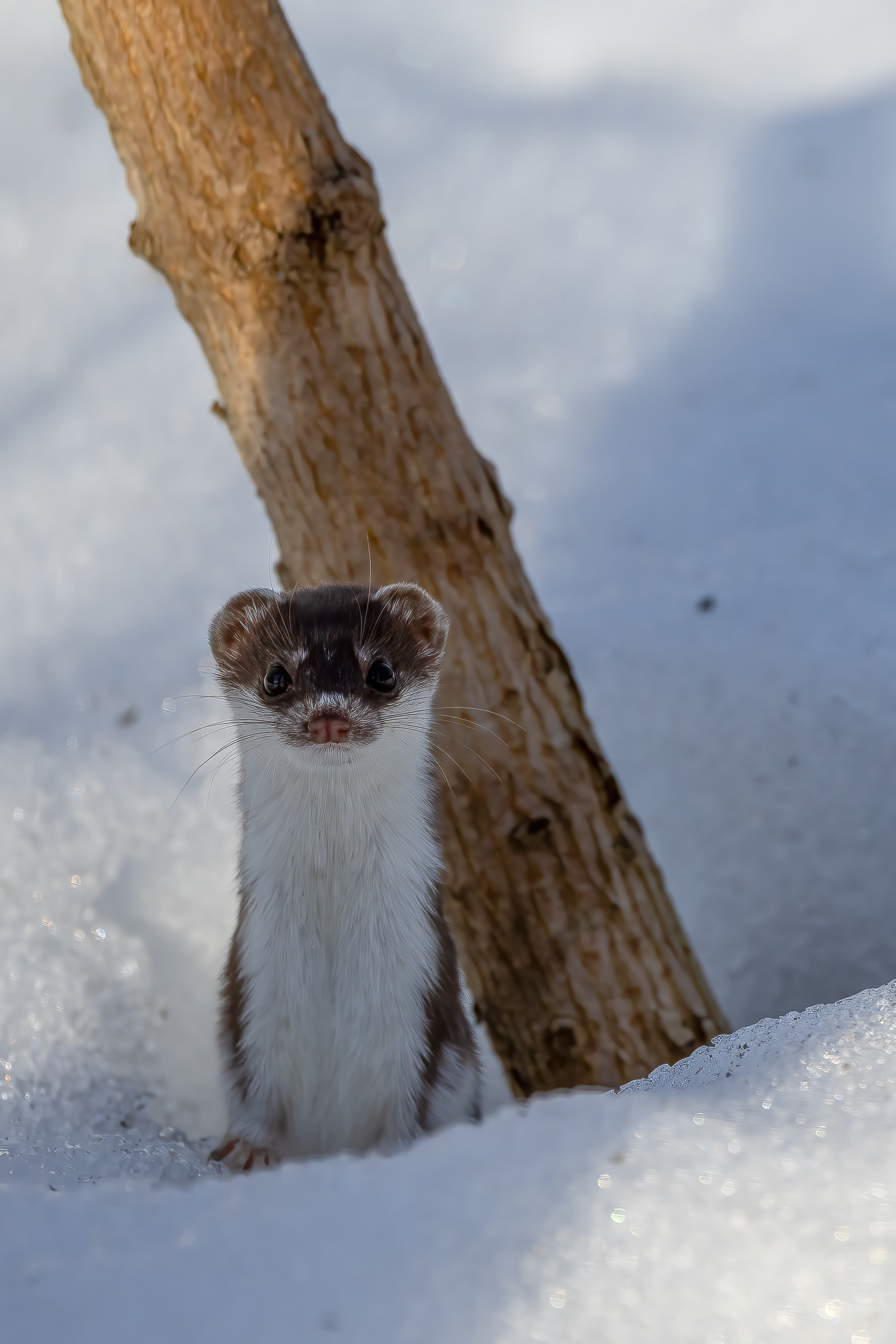 , Кузнецов Дмитрий