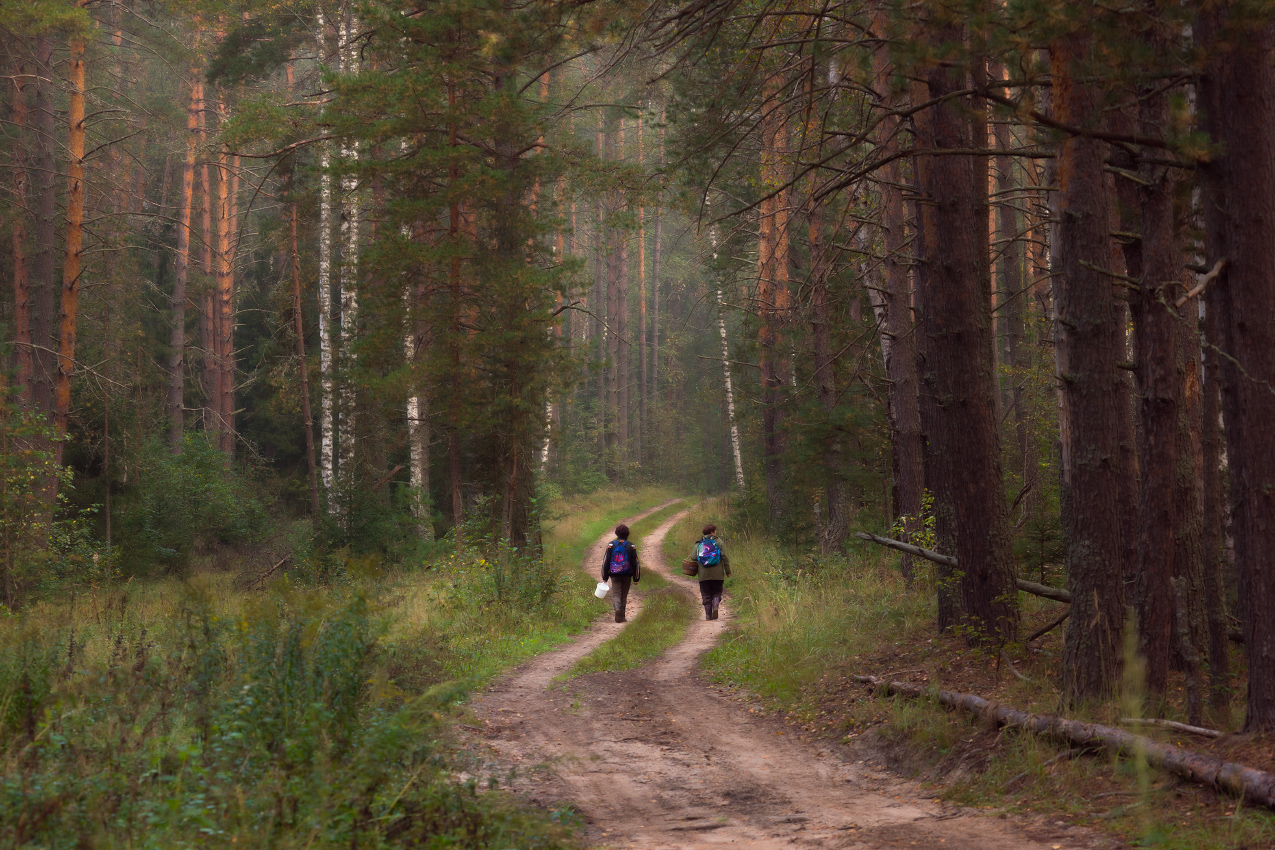 дорога лес грибники осень сентябрь серково, Алексеев Дмитрий