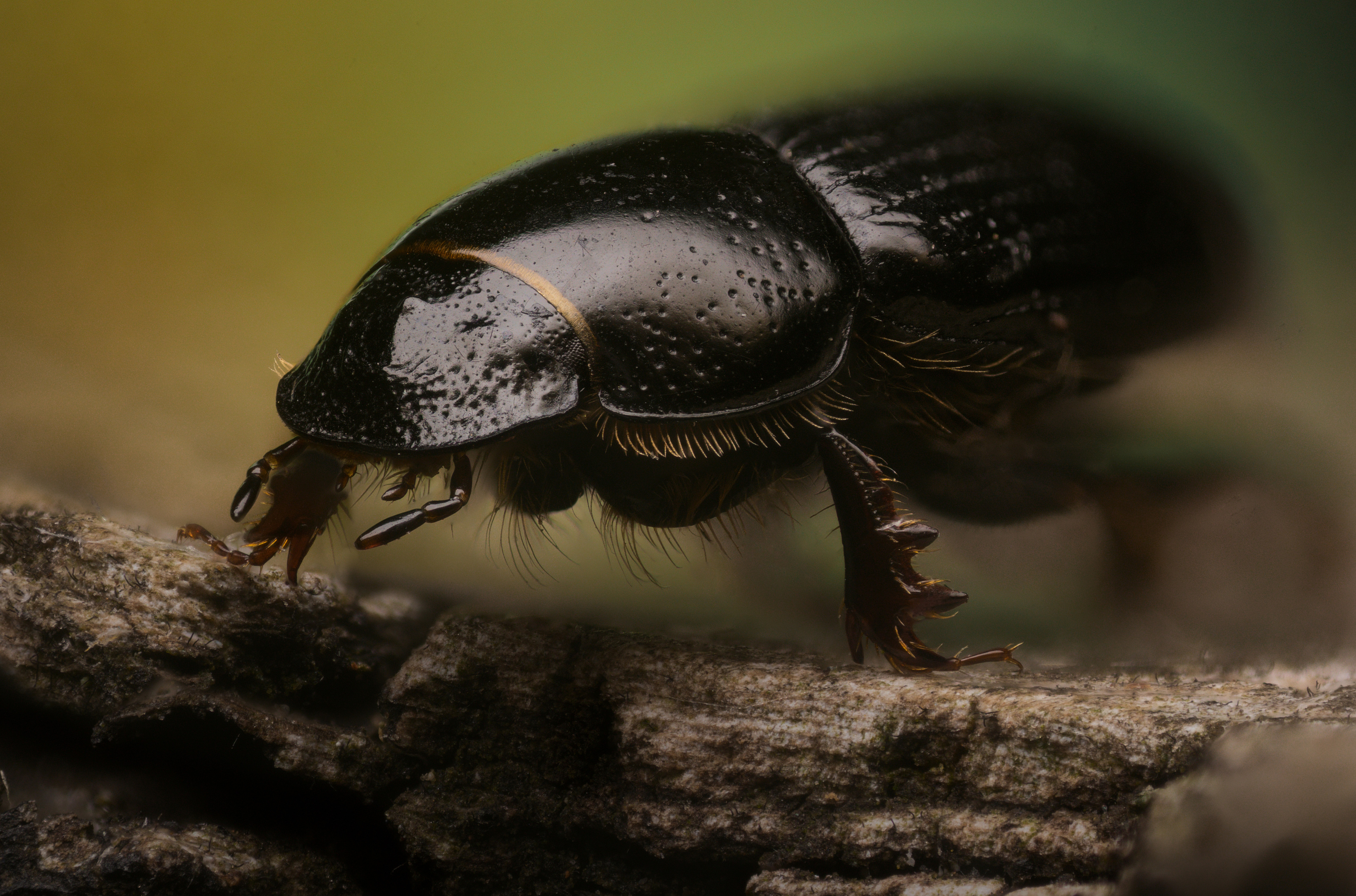 , Иван Золин