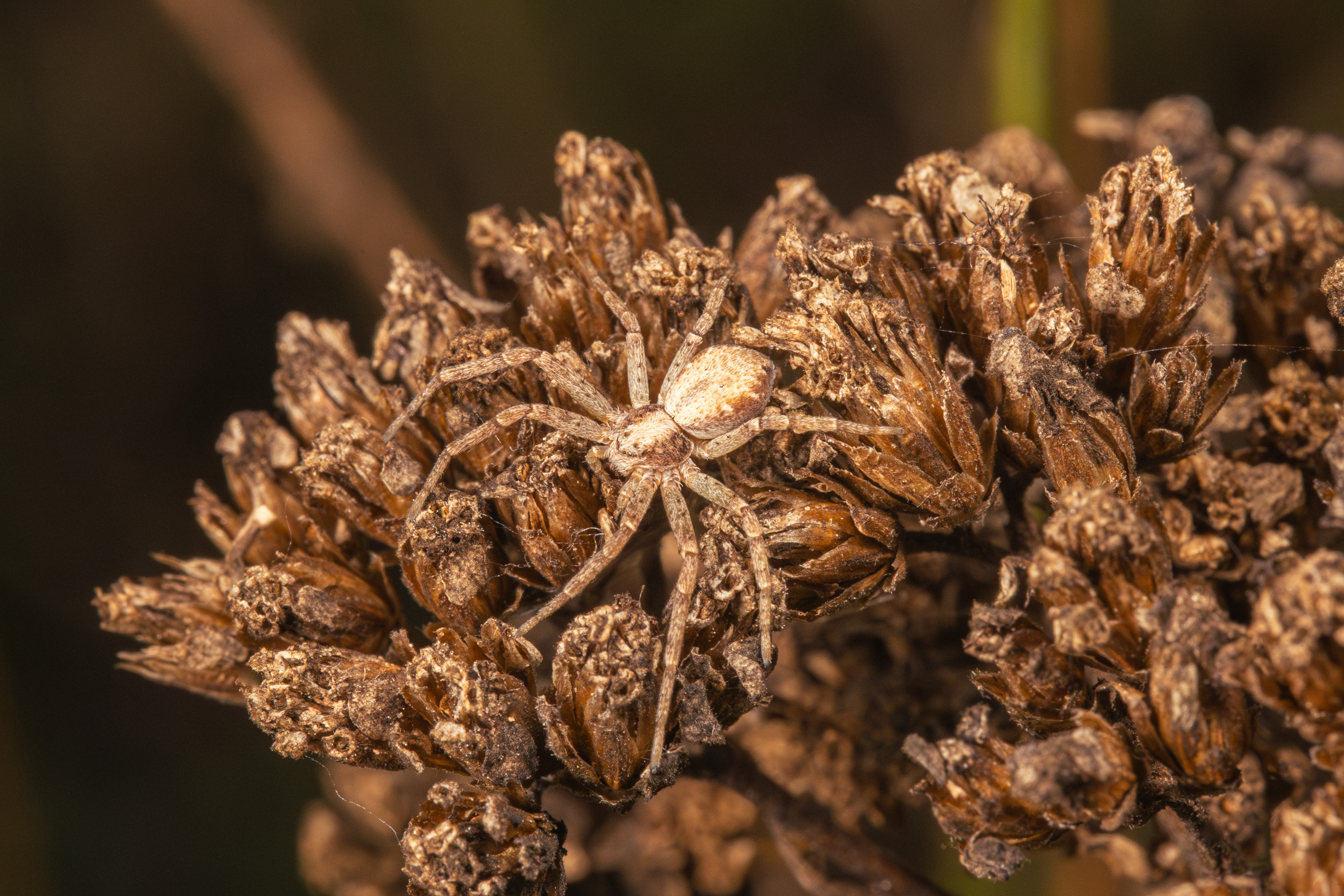 , Ольга Таланцева