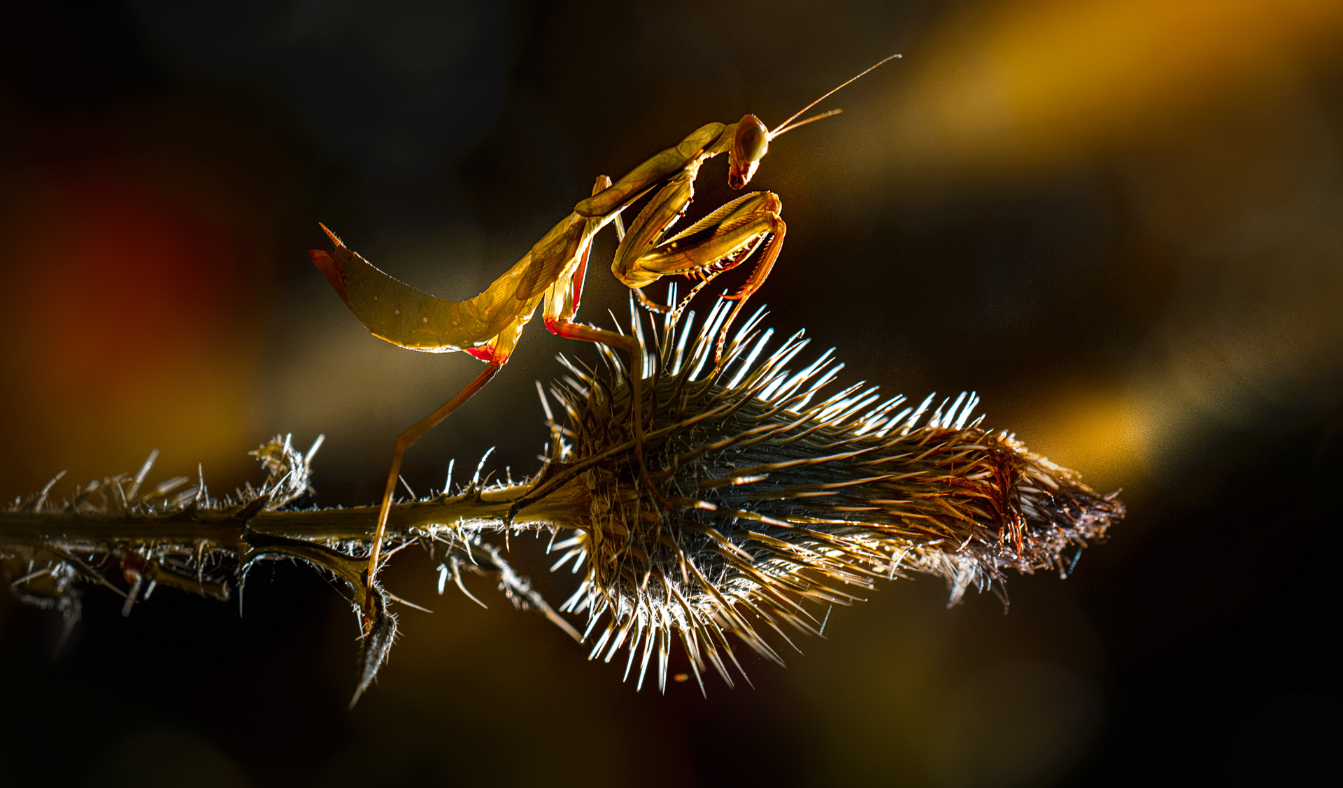 , Неля Рачкова