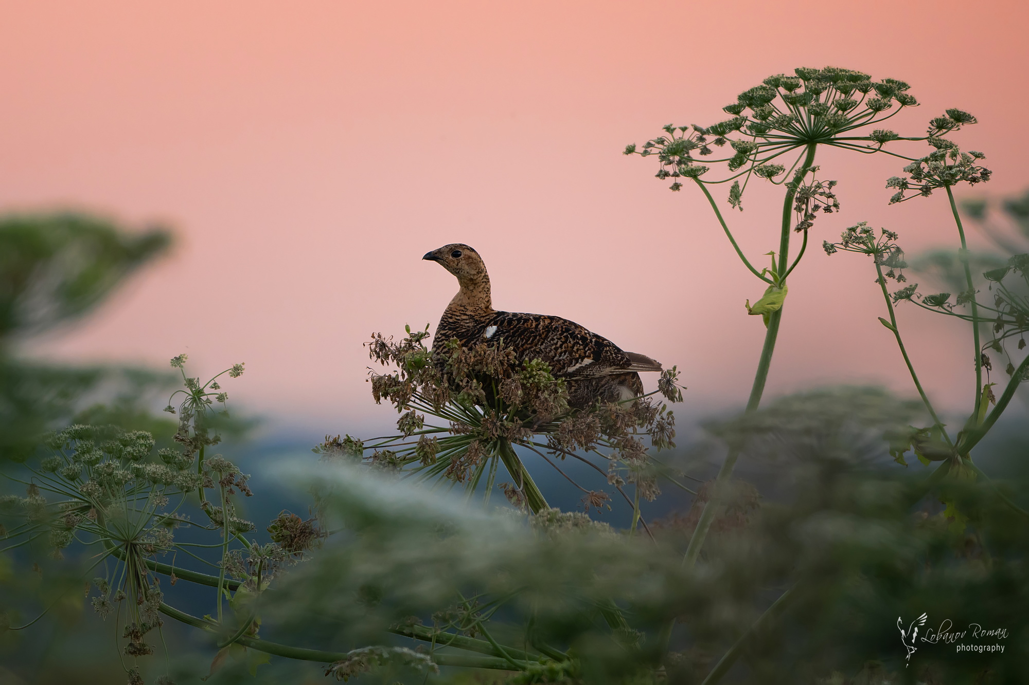 , Лобанов Роман