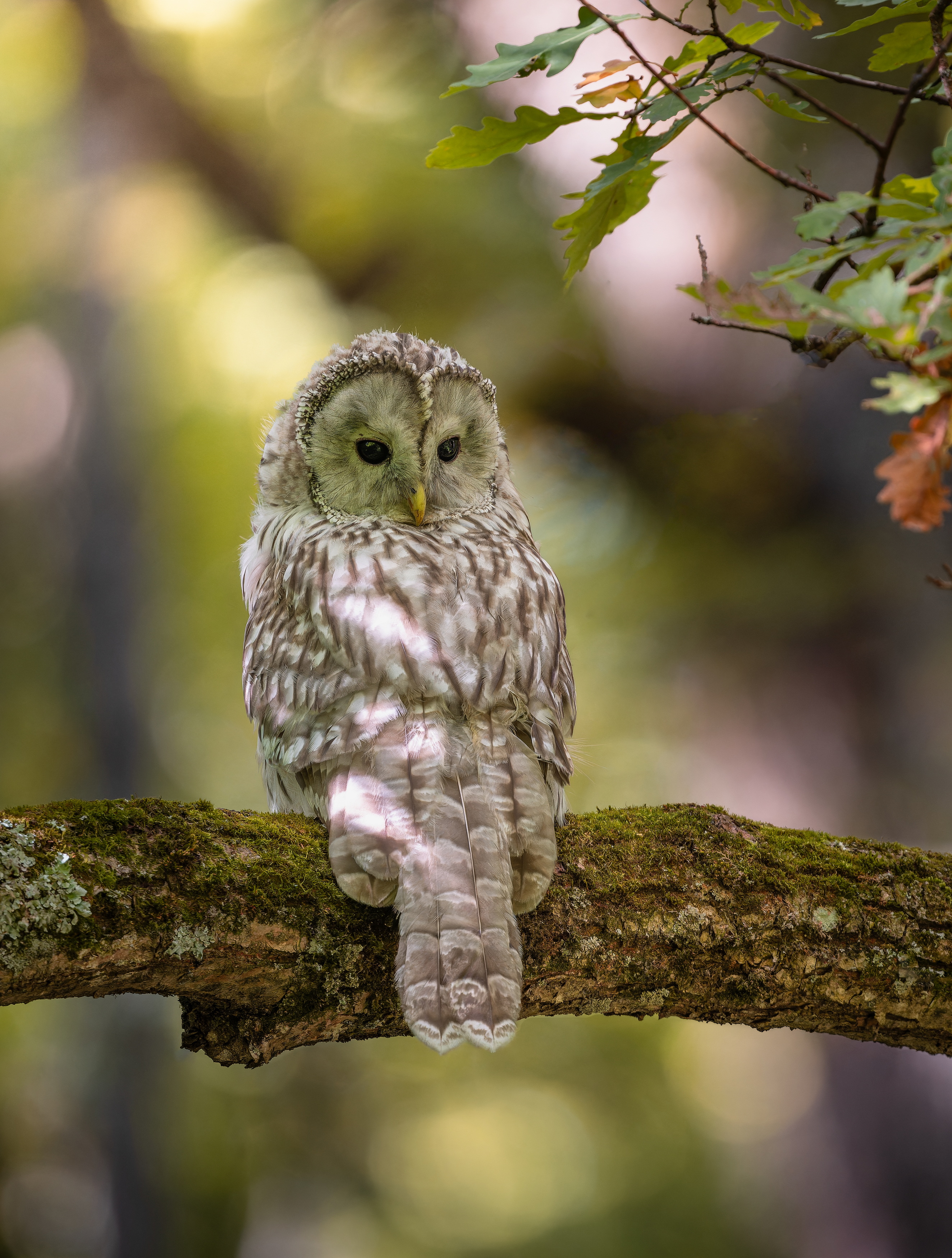 , Ширяев Константин