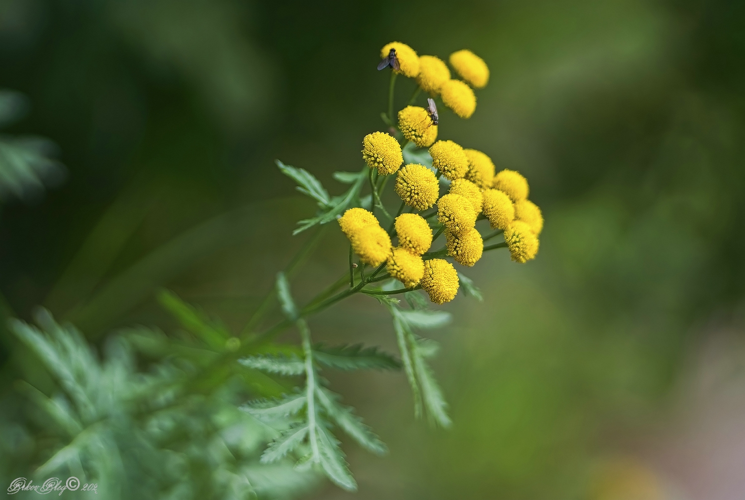 , Орлов Олег