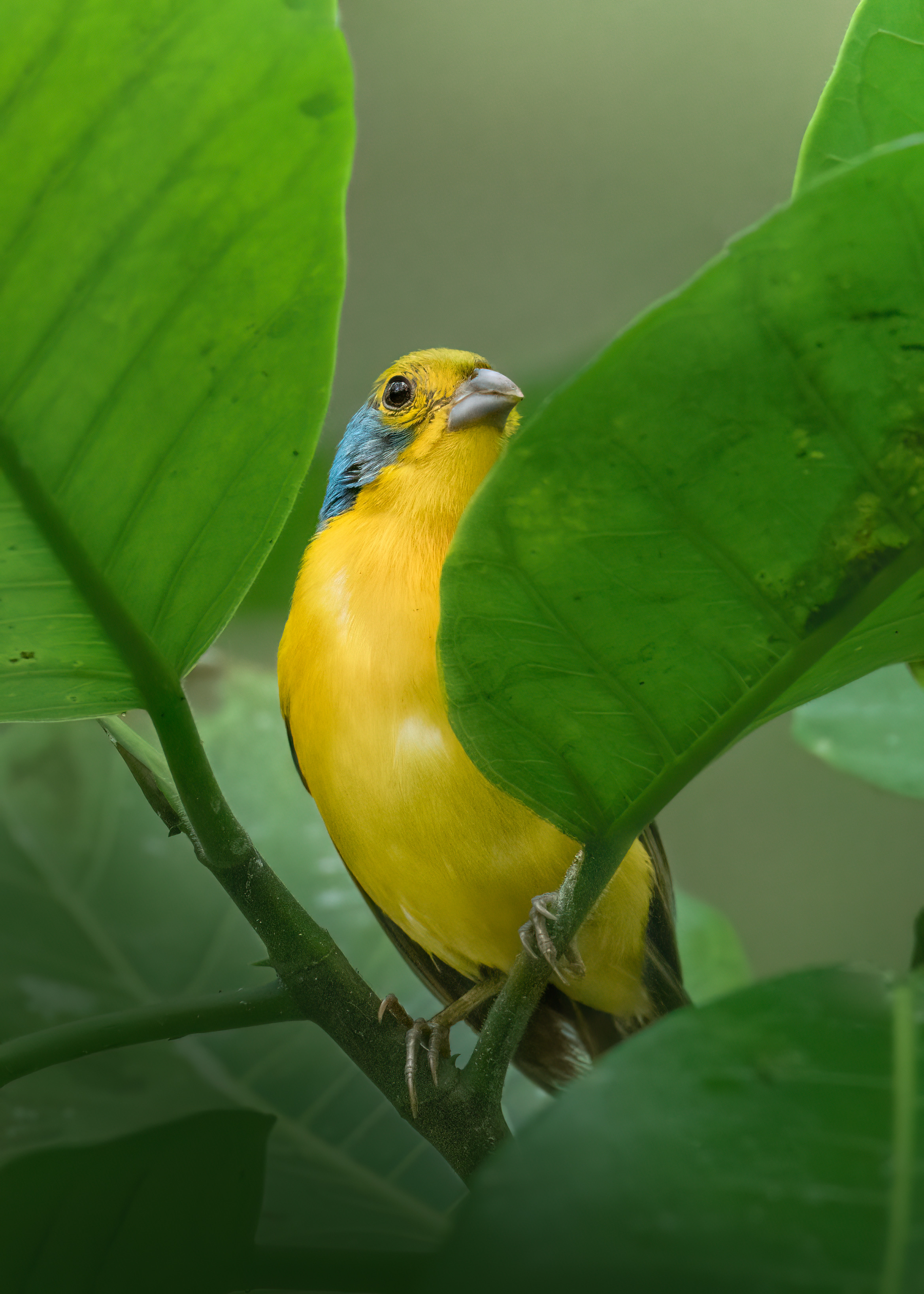 , Maikel Valle Clara