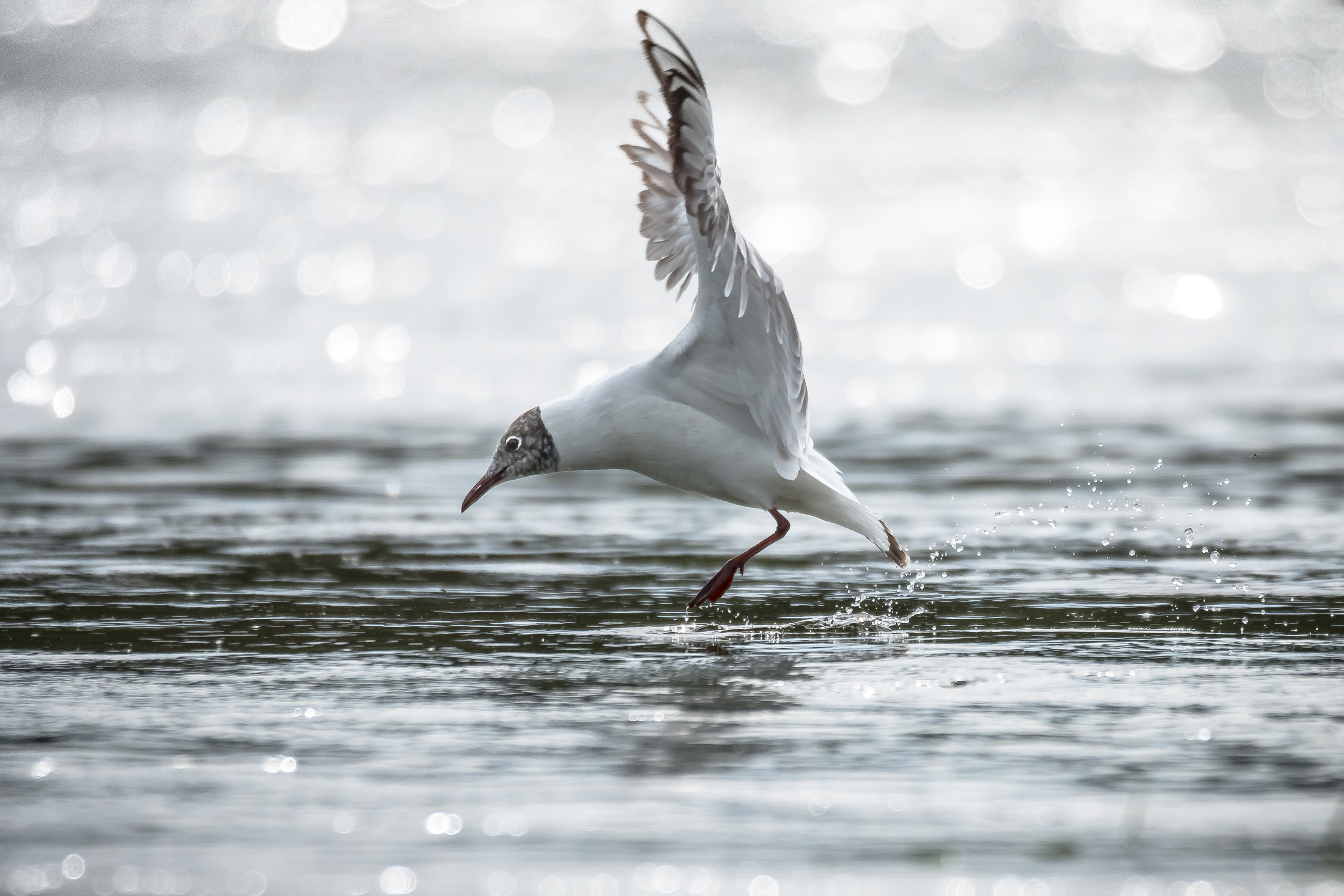 озёрная чайка, блики, боке, весна, Соварцева Ксения