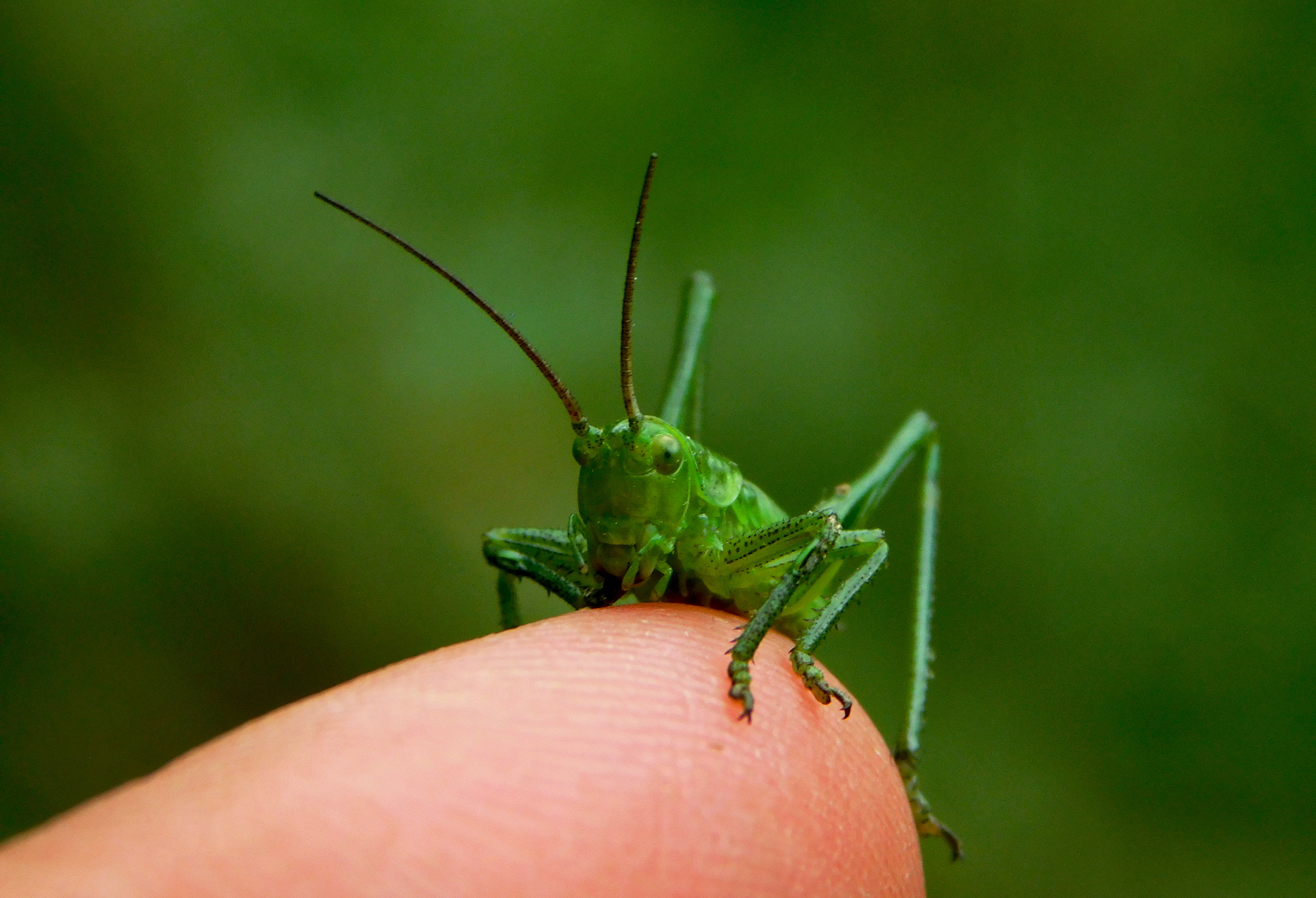 , Сергей Чеченов