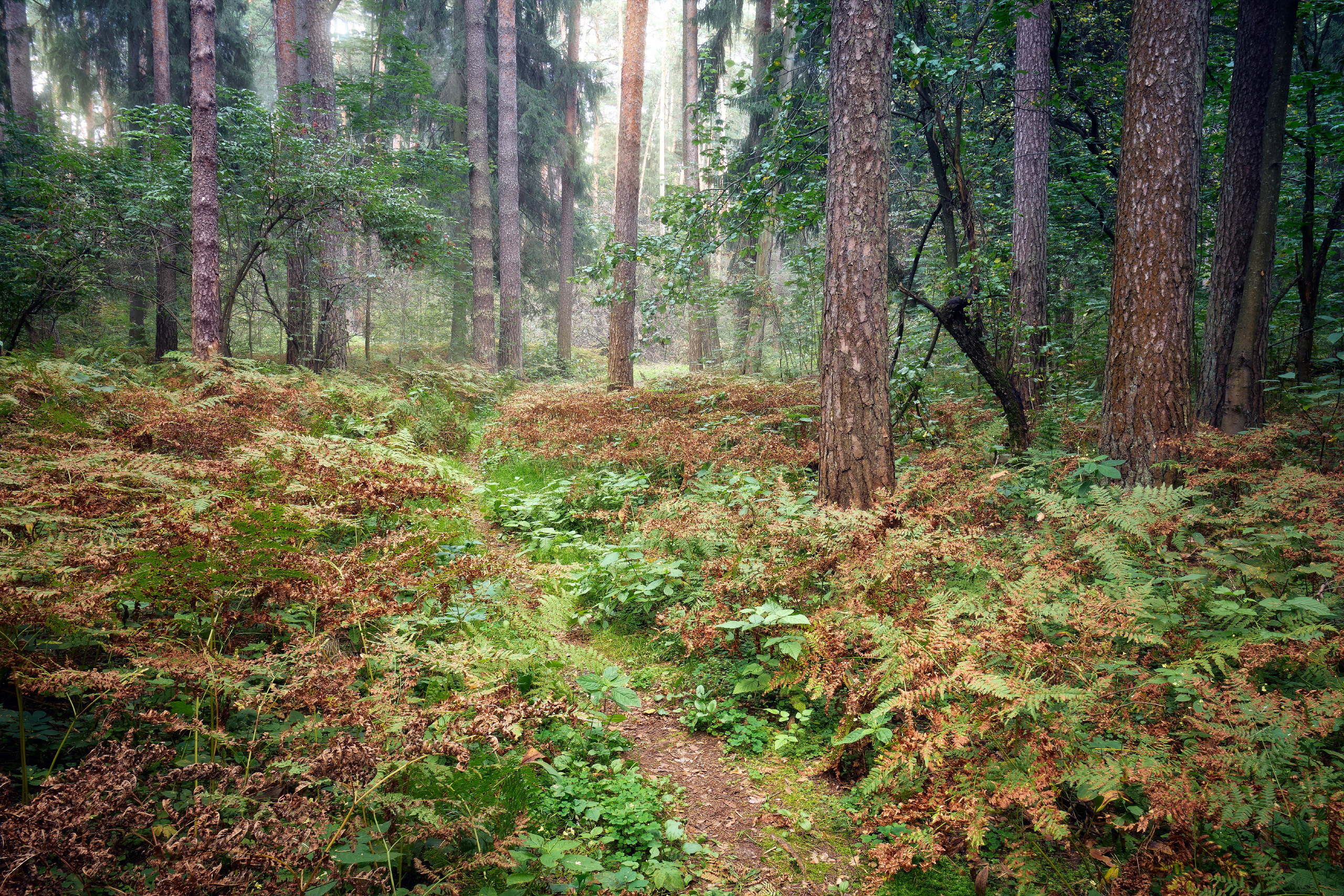 лес, деревья, листва, свет, осень, Валерий Вождаев