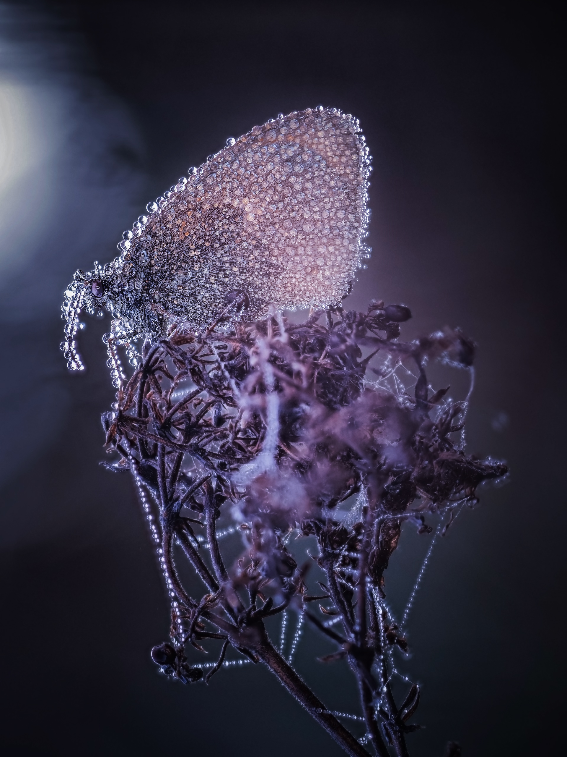 , Лапшина Владлена