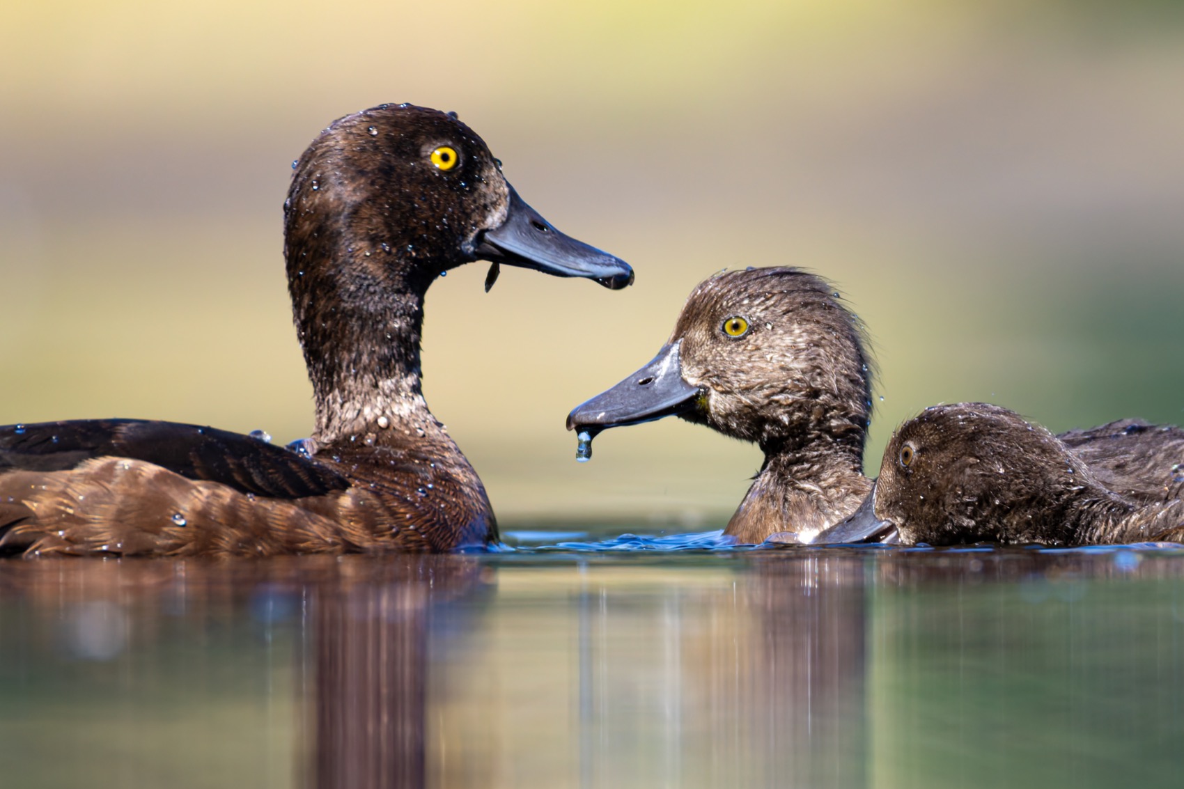 хохлатая чернеть, утка, нырок, птицы, пруд, утенок, Ruslan Pl