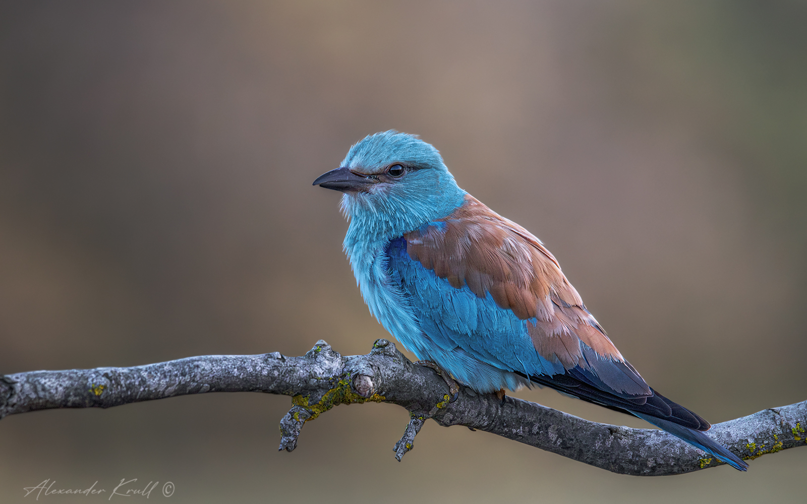 сизоворонка, обыкновенная сизоворонка, ракша, coracias garrulus, Круль Александр