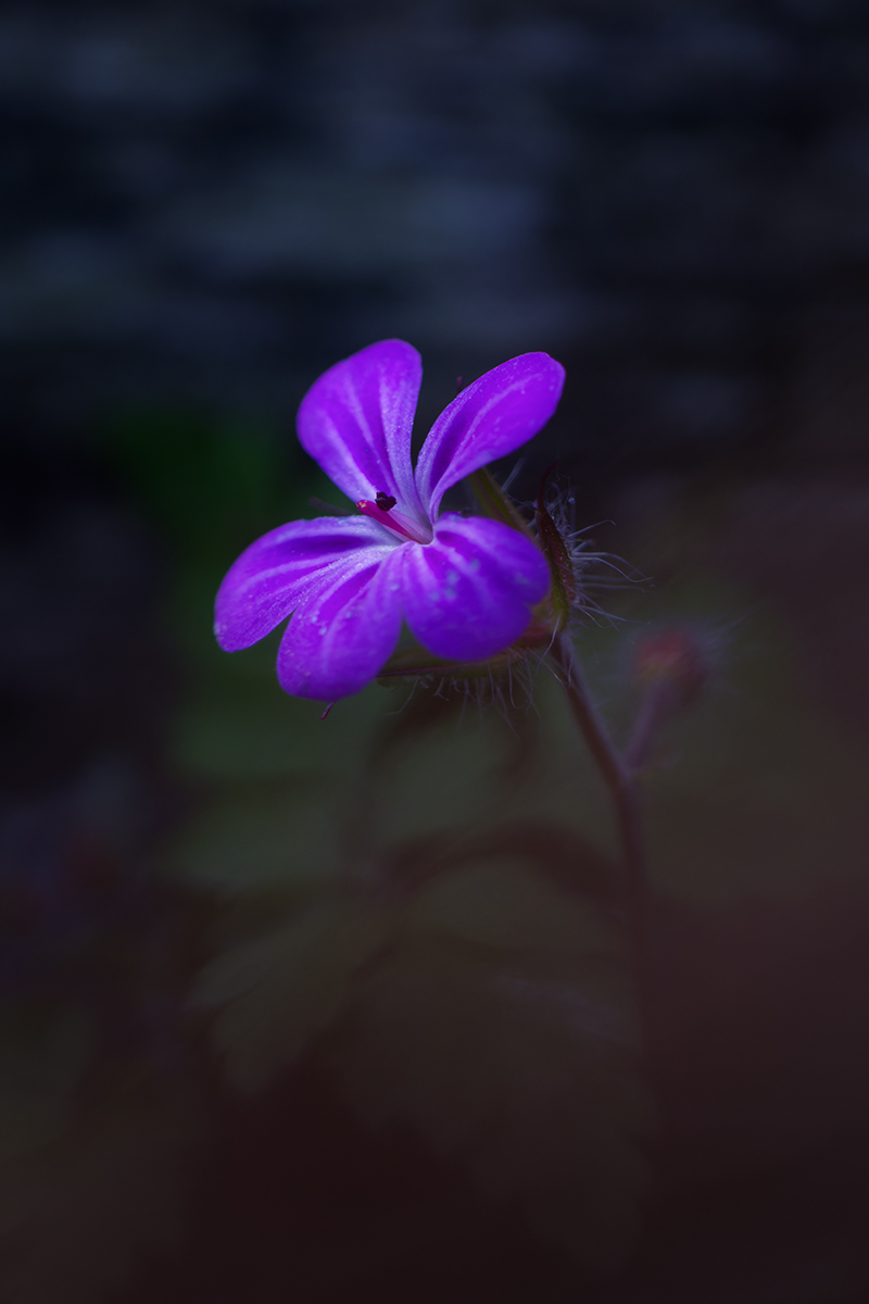 макро, цветок, flower, macro, Хилько Марина